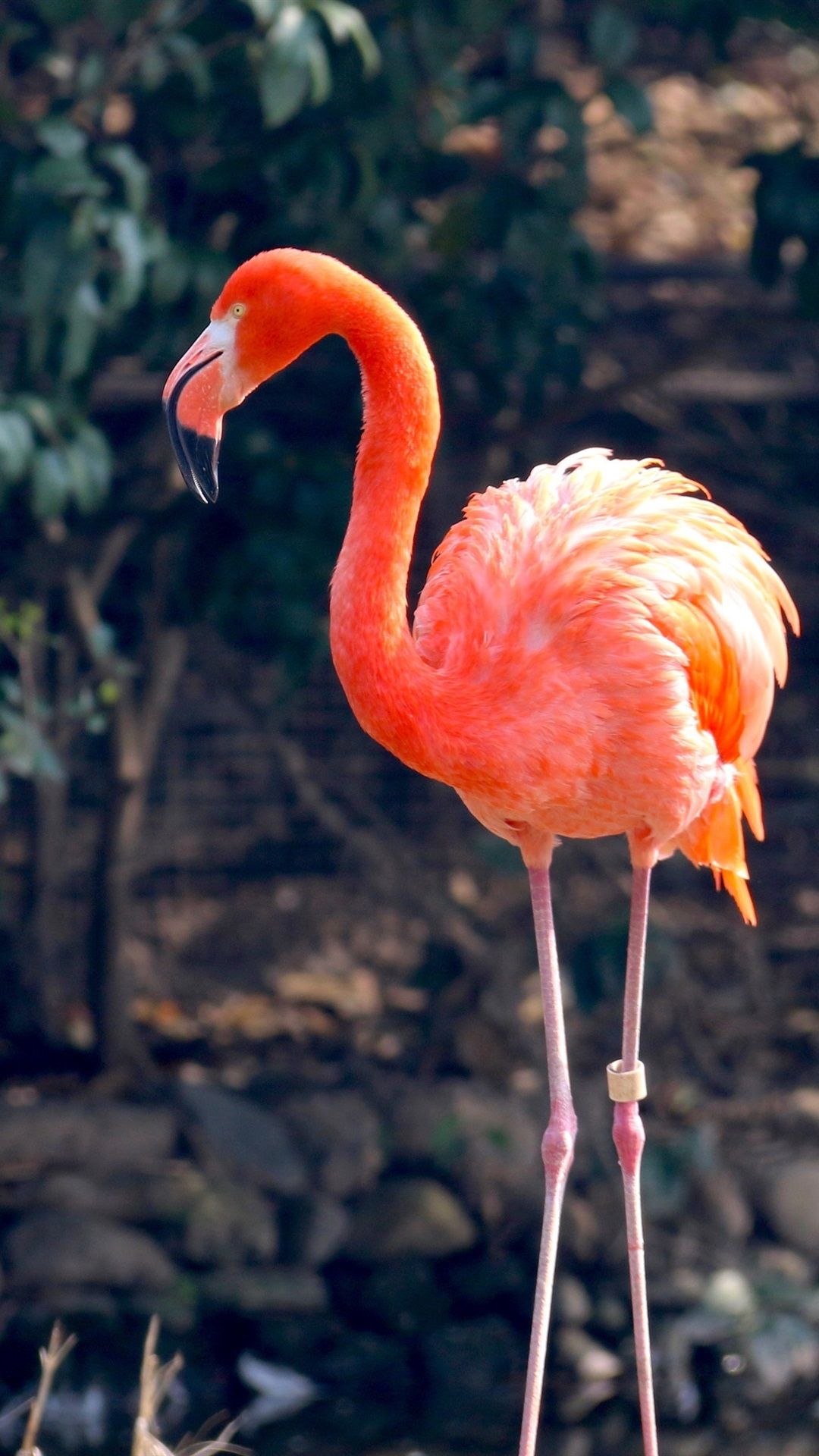 Flamingo, Felsen, Natur, Orange-Rosa, Hochformat, Full HD, Hintergrundbild fürs Handy