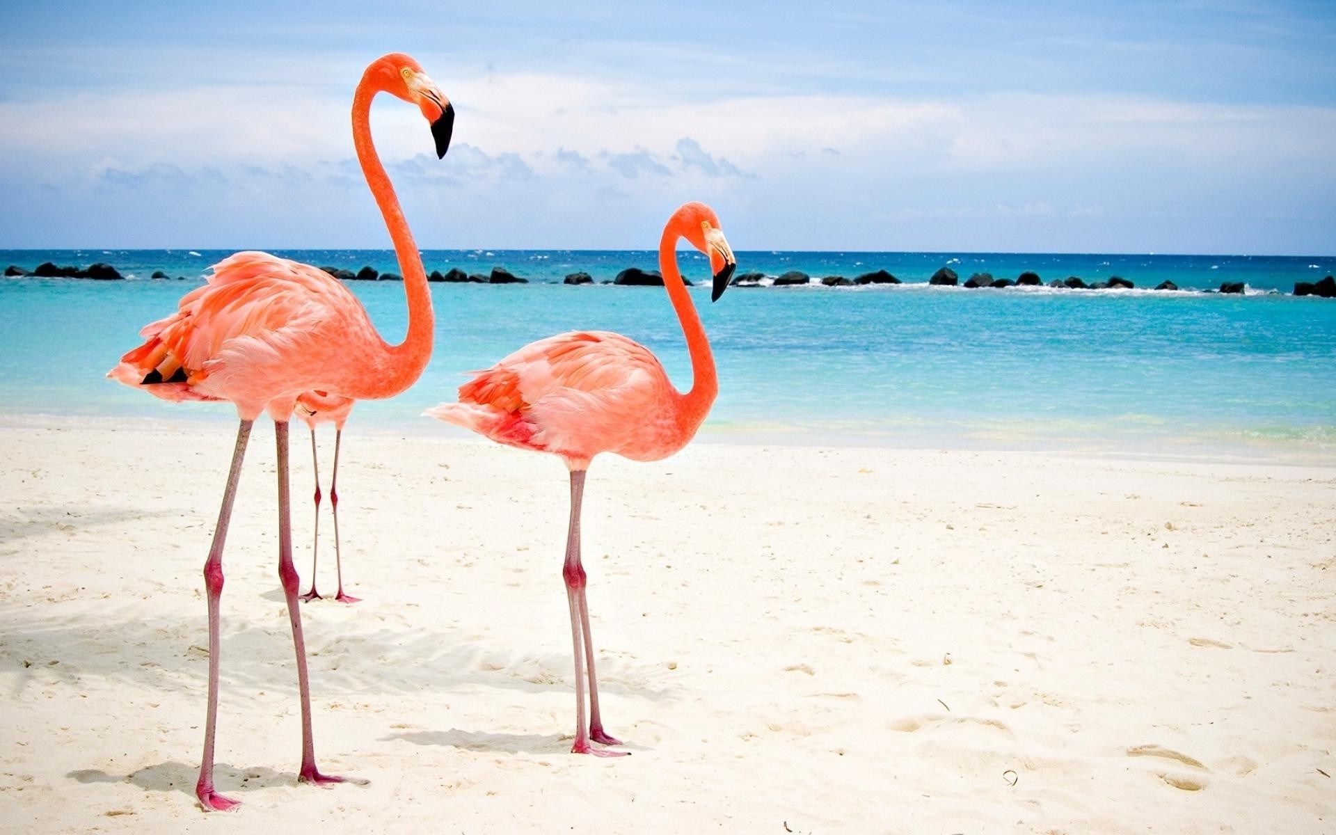 Flamingos, Strand, Weißer Sand, Türkises Meer, Karibik, 16:10, Full-HD-Hintergrundbild für den Desktop