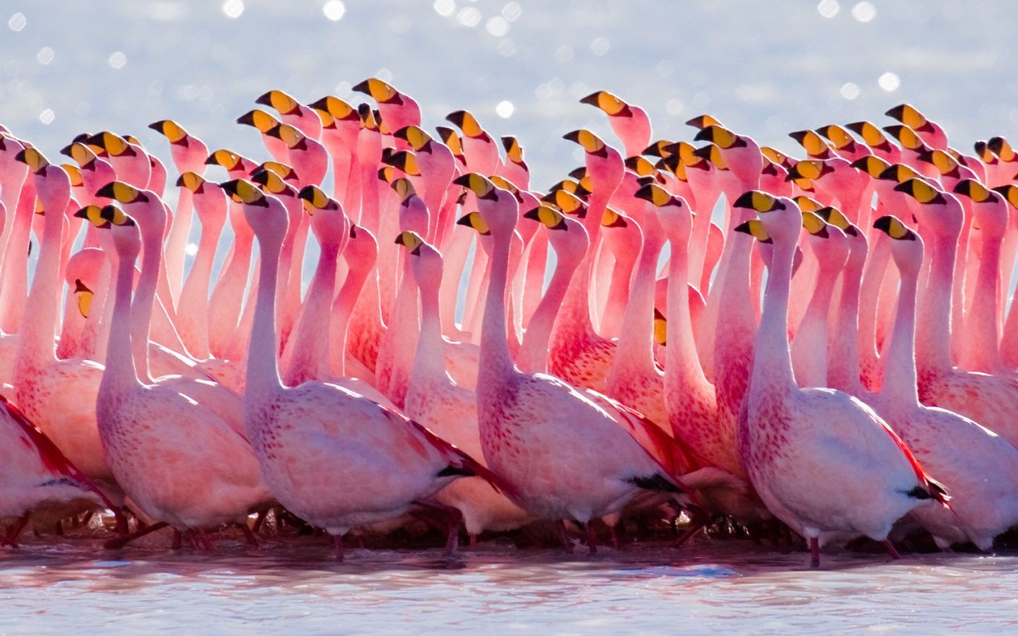 Flamingokolonie, Schwarm, Rosa, Balztanz, Wasser, 16:10, HD-Hintergrundbild für den Desktop