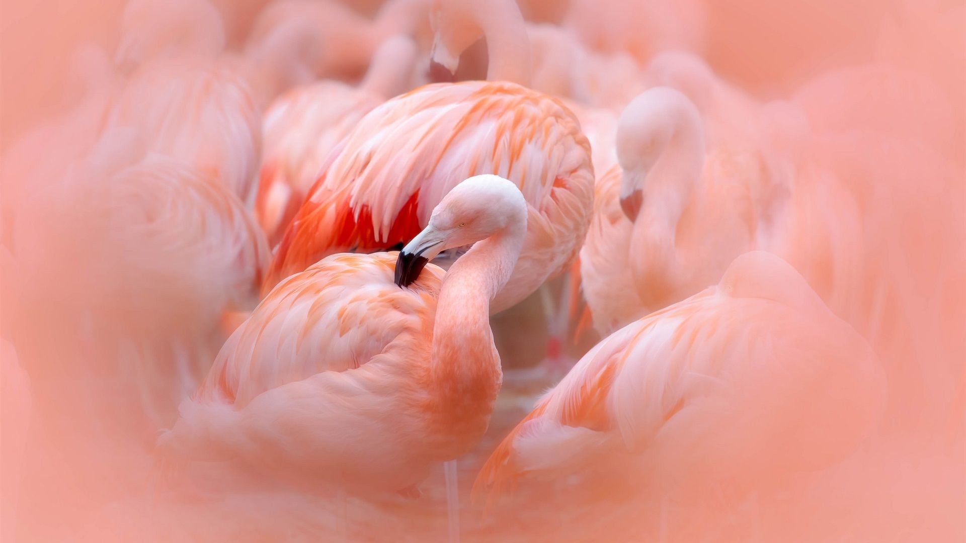 Flamingos, Weichzeichner, Lachsfarben, Gefieder, Verträumt, Full HD, Breitbild-Hintergrundbild