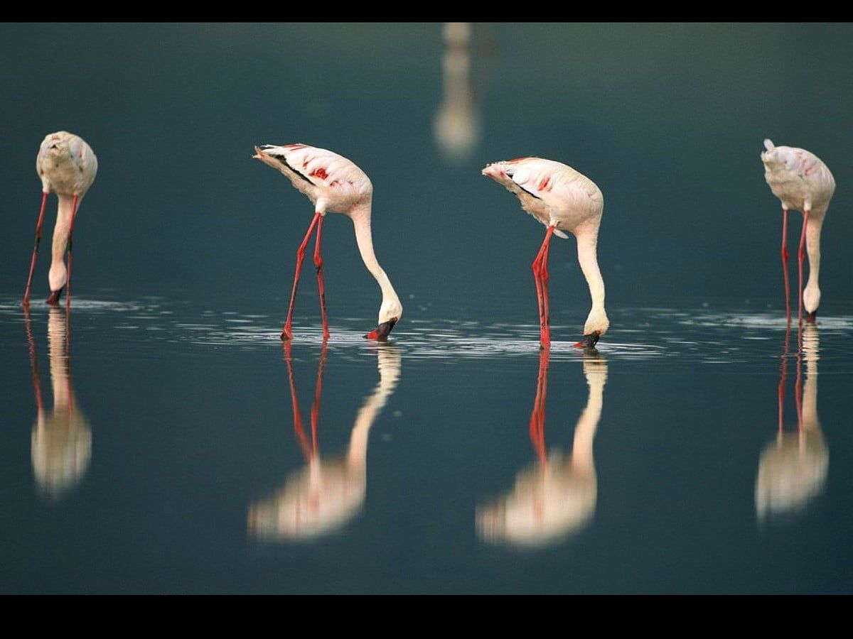 Flamingos, Spiegelung, Futtersuche, Dunkles Wasser, Hintergrundbild für iPad und Tablet