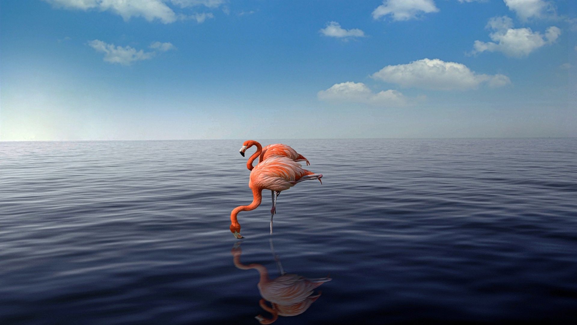 Flamingo, Ruhiges Meer, Blauer Himmel, Spiegelung, Weite, Full HD, Windows-Hintergrundbild