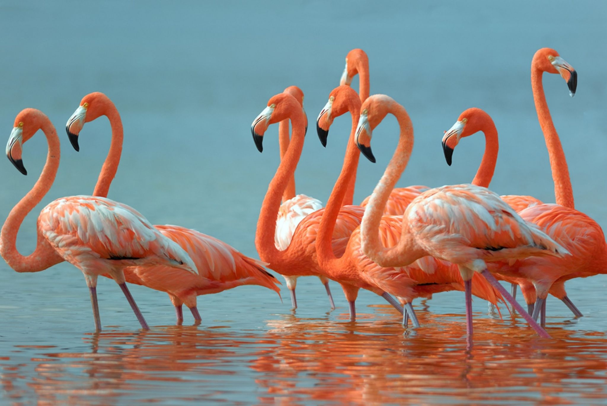 Flamingogruppe, Orange Flamingos, Wasser, Blauer Hintergrund, Full HD Wallpaper