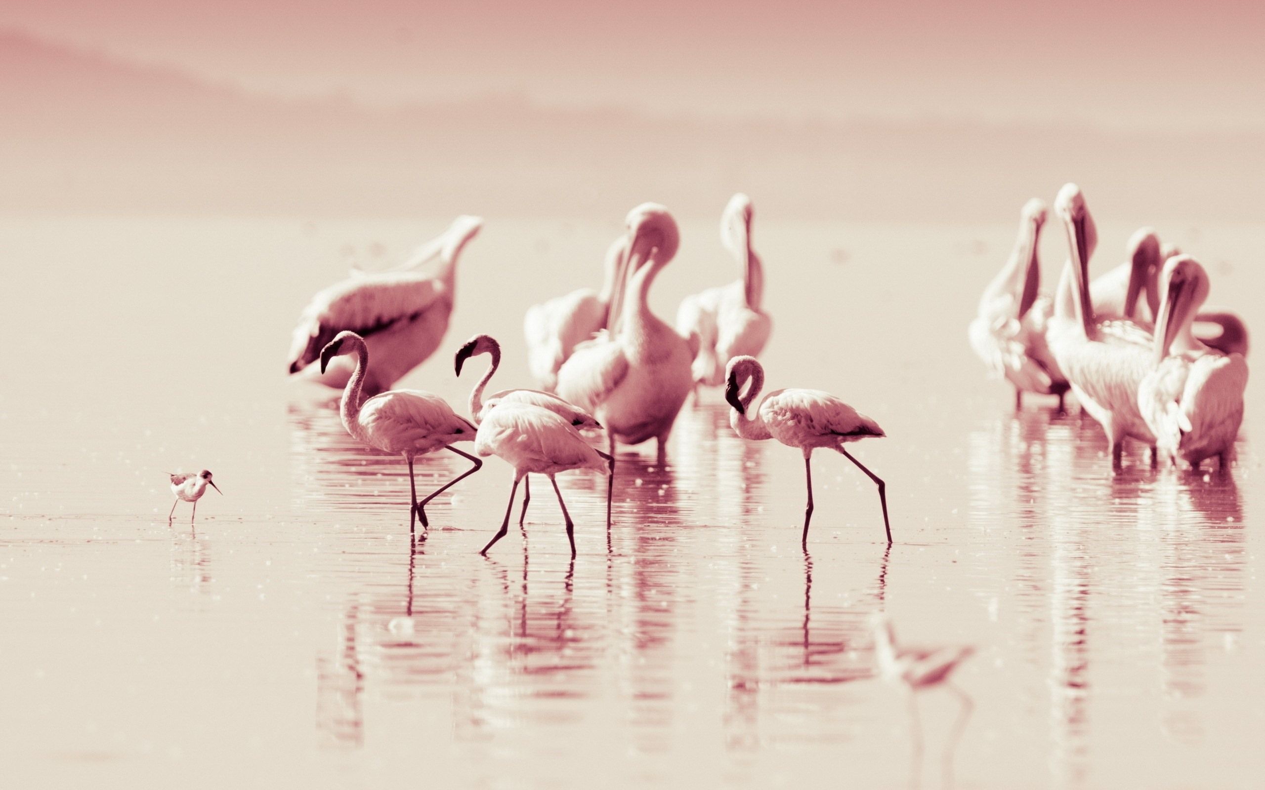 Flamingos, Flachwasser, Vintage-Look, Gedämpfte Farben, Gruppe, 2K, Breitbild-Hintergrundbild