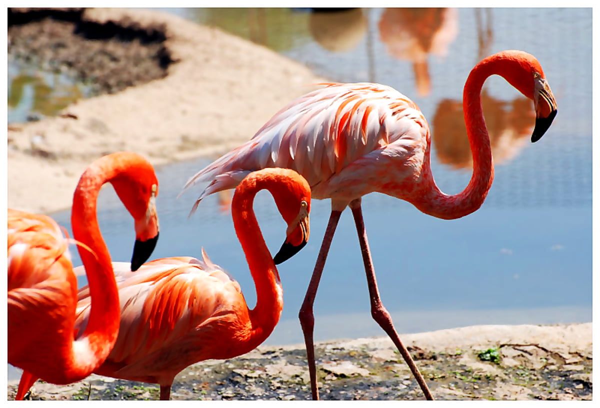 Flamingos, Kräftiges Orange, Wasser, Felsen, Gruppe, Hintergrundbild