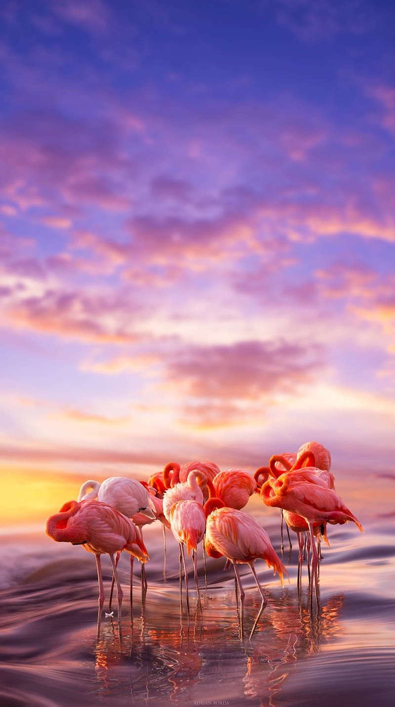 Flamingos, Sonnenuntergang, Lila Himmel, Wasser, Hochformat, HD, Handy-Hintergrund