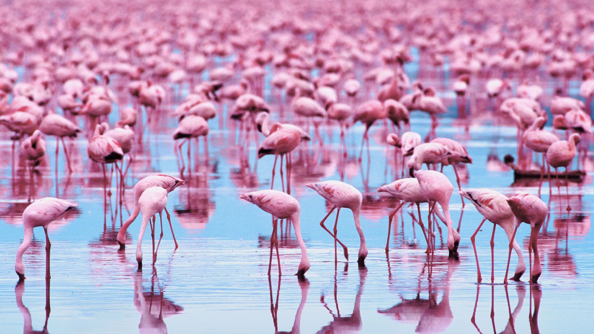 Flamingokolonie, Zwergflamingos, See, Spiegelung, Tausende Vögel, 1920x1080, PC-Hintergrundbild