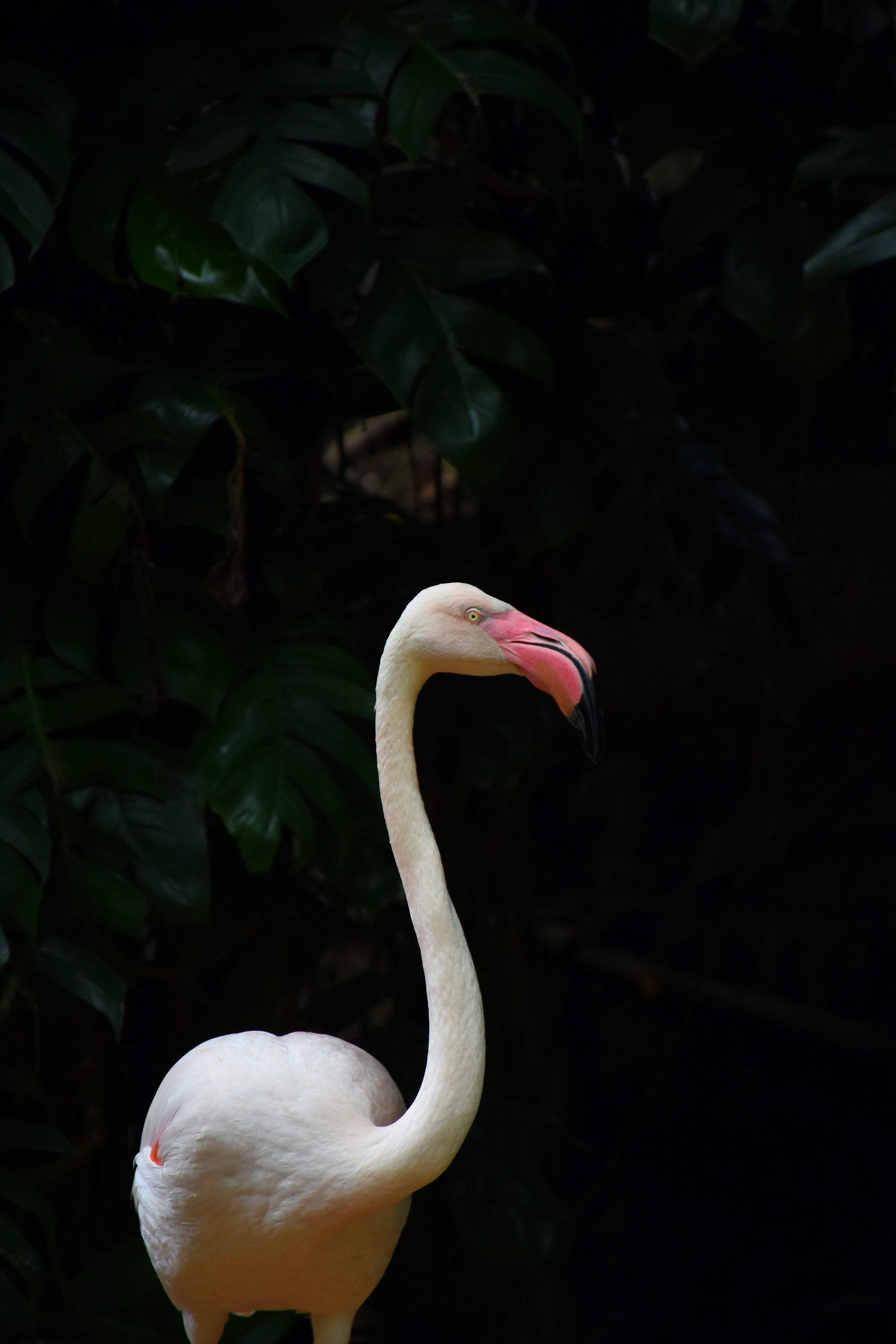 Weißer Flamingo, Schwarzer Hintergrund, Dunkel, Hochformat, Sperrbildschirm fürs iPhone