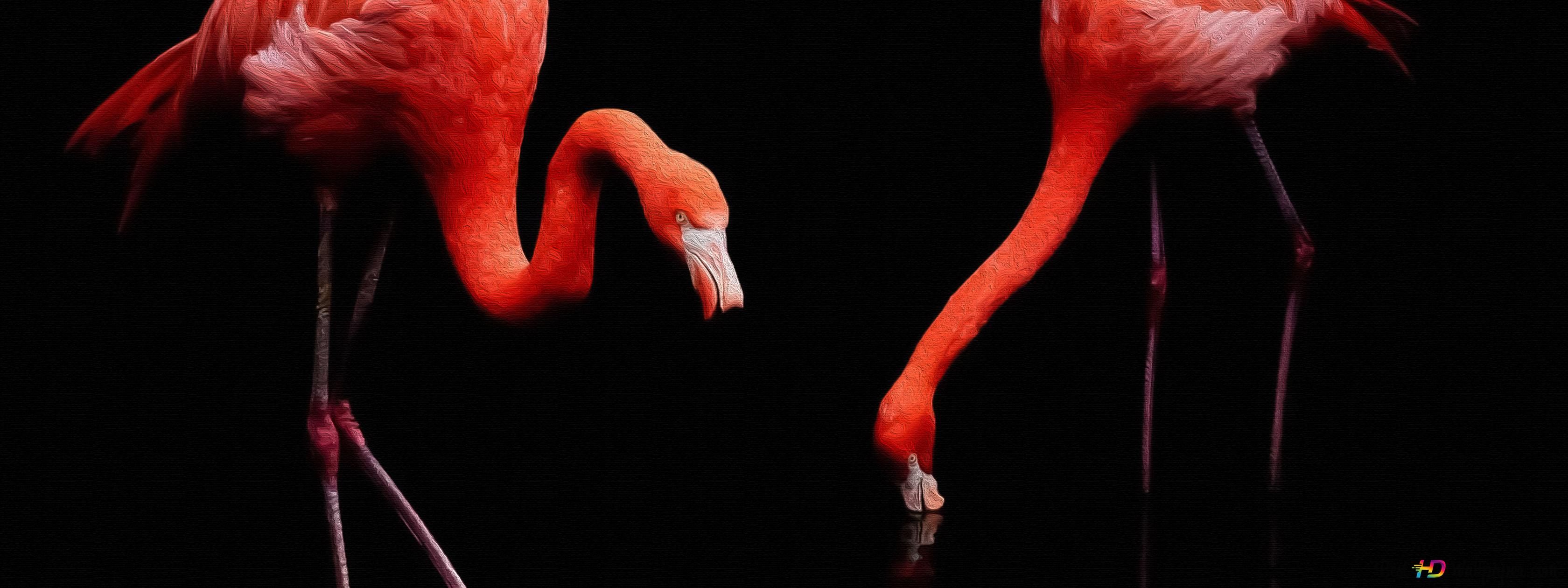 Rote Flamingos, Schwarzer Hintergrund, Kontrast, Paar, 2K Wallpaper
