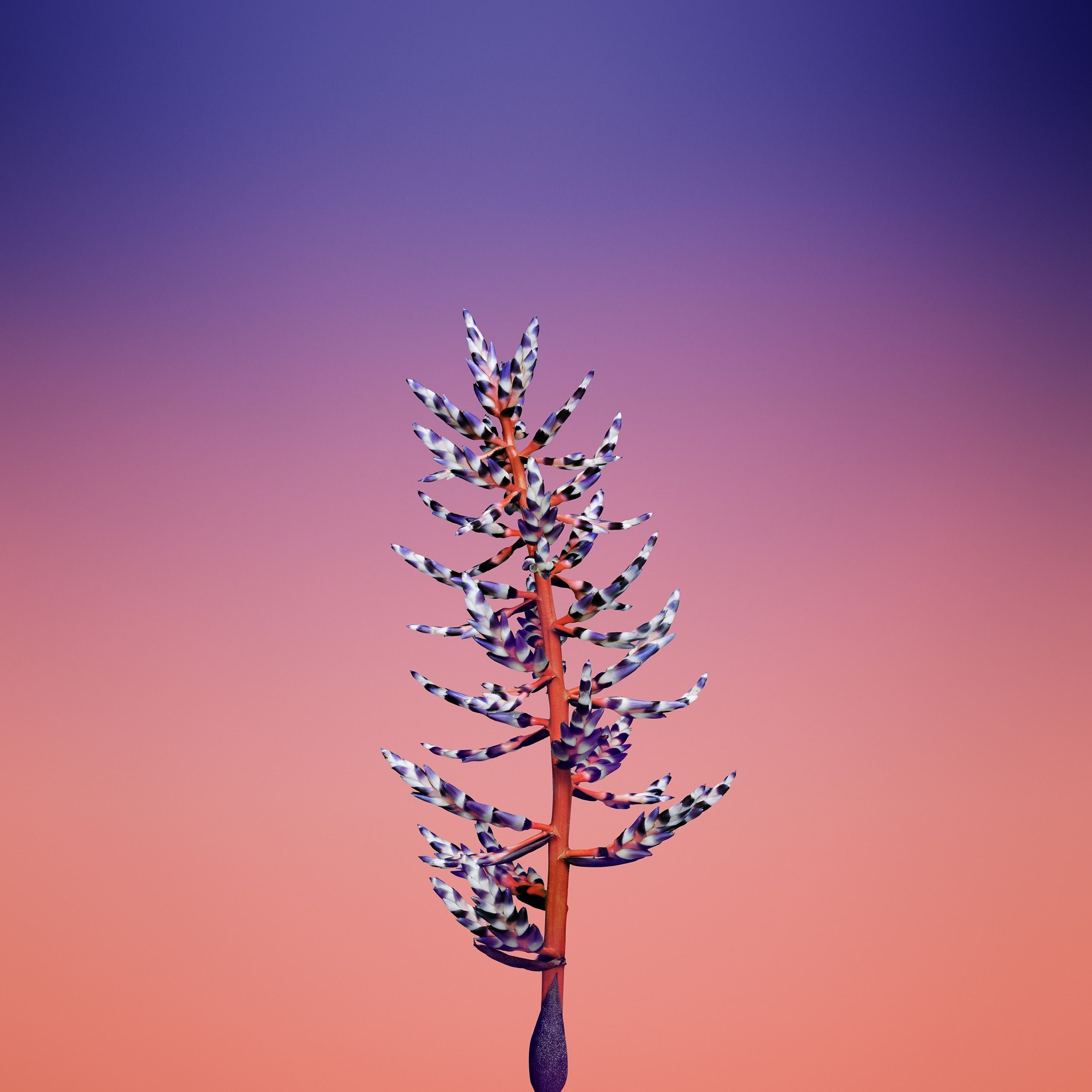 Pflanze, Farbverlauf, Lila, Rosa, Minimalistisch, Full HD, iPad-Hintergrundbild