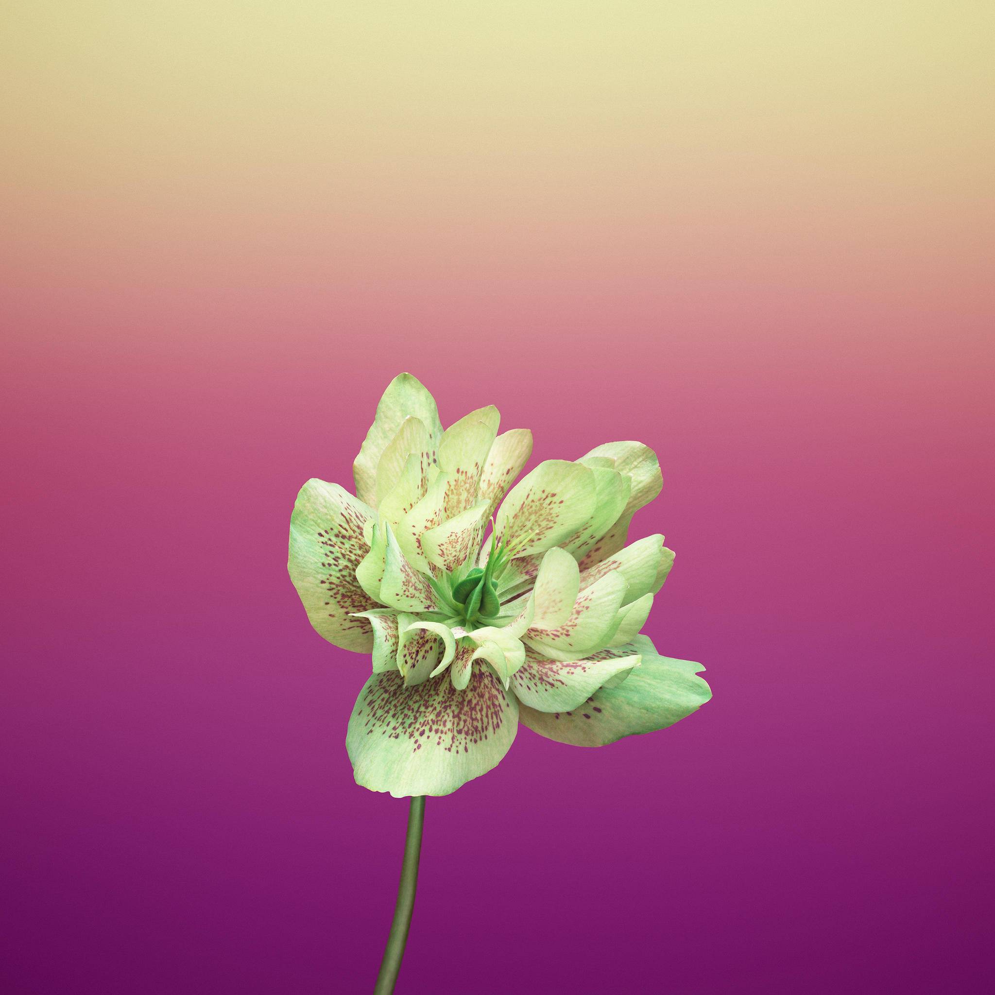 Blume, Farbverlauf, Lila, Gelb, Minimalistisch, Full HD, Hintergrundbild fürs Tablet
