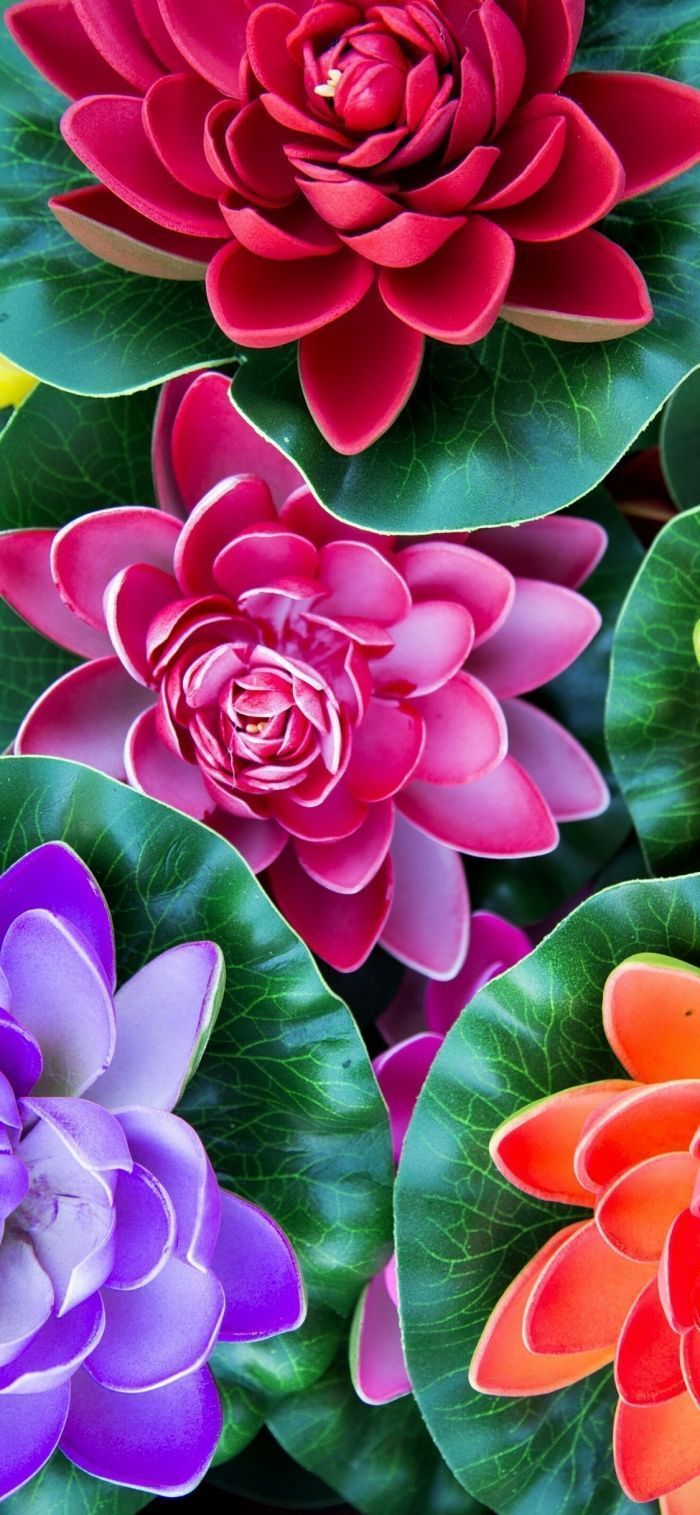 Dahlien, Rote Blüten, Lila Blüten, Leuchtende Farben, Muster, Android-Hintergrundbild