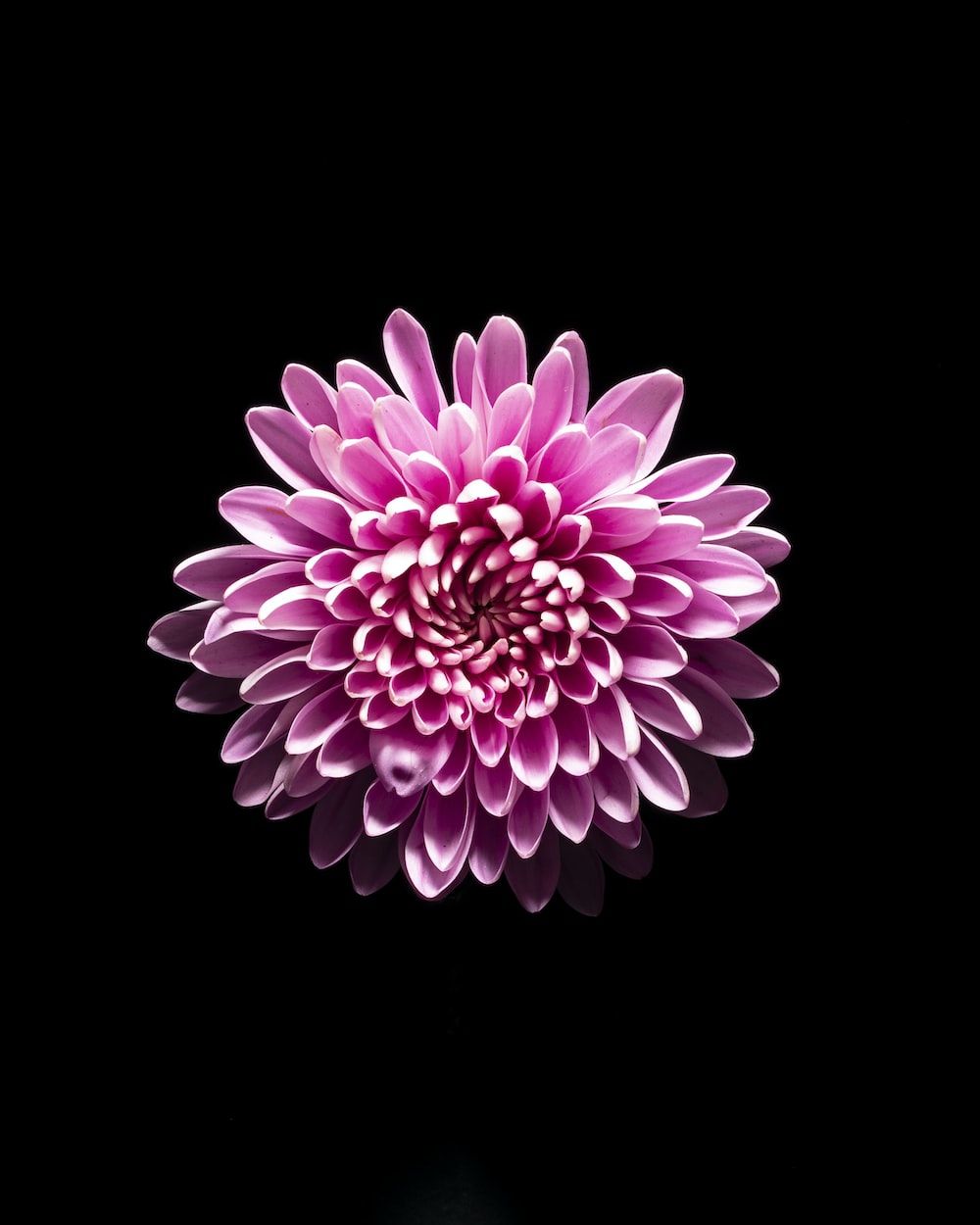 Dahlie, Rosa Blüte, Schwarzer Hintergrund, Nahaufnahme, HD Wallpaper