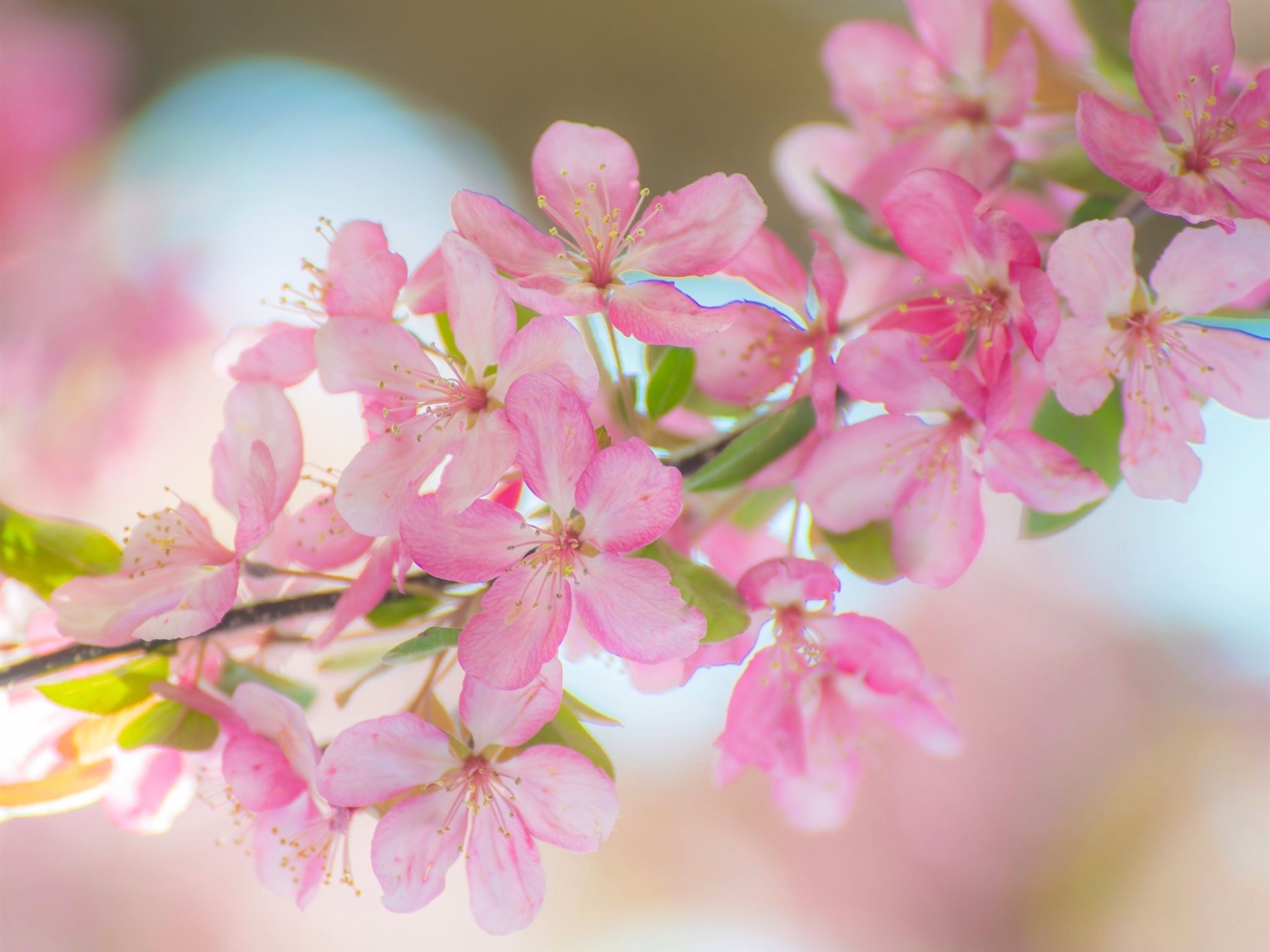 Apfelblüten, Zweig, Frühling, Rosa, Bokeh, Full HD, Hintergrundbild fürs Tablet