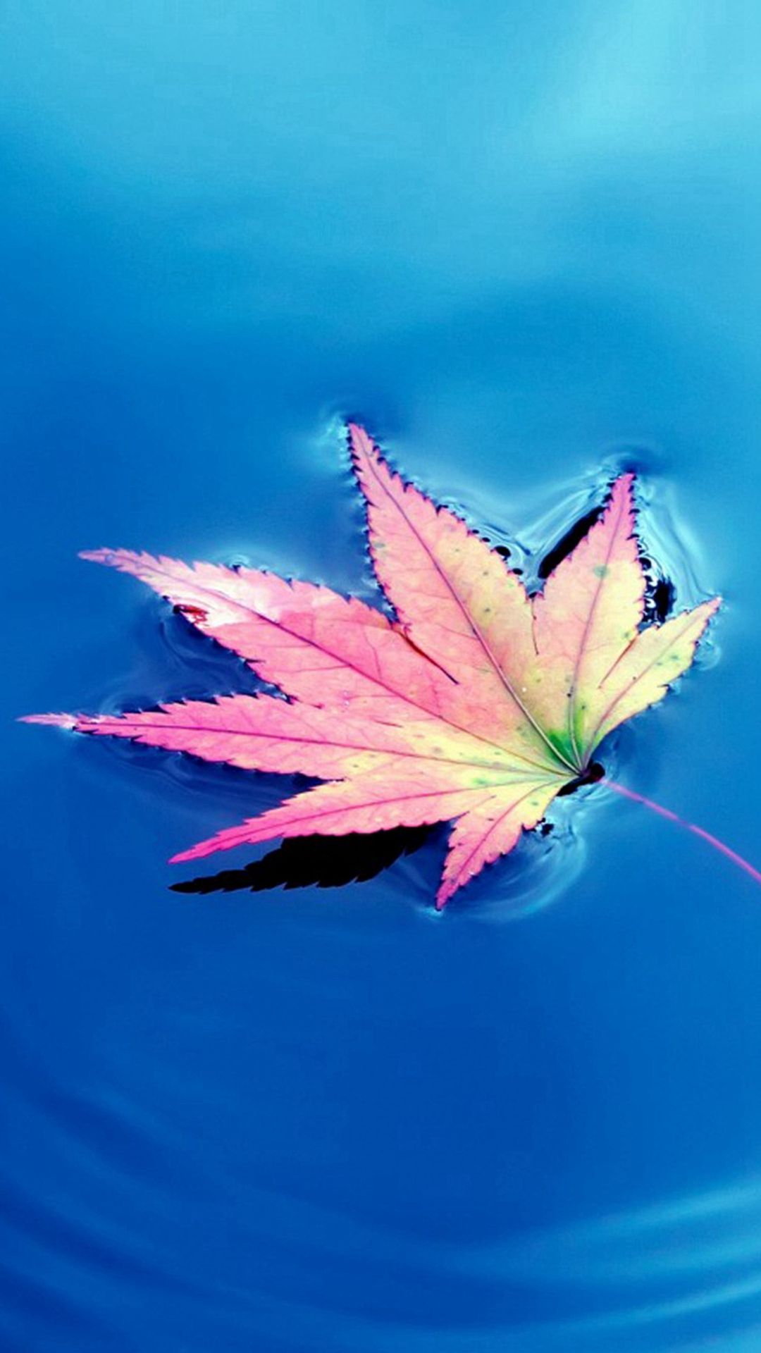Ahornblatt, Wasser, Blau, Rosa, Herbst, Nahaufnahme, Full HD, Handy-Hintergrund im Hochformat