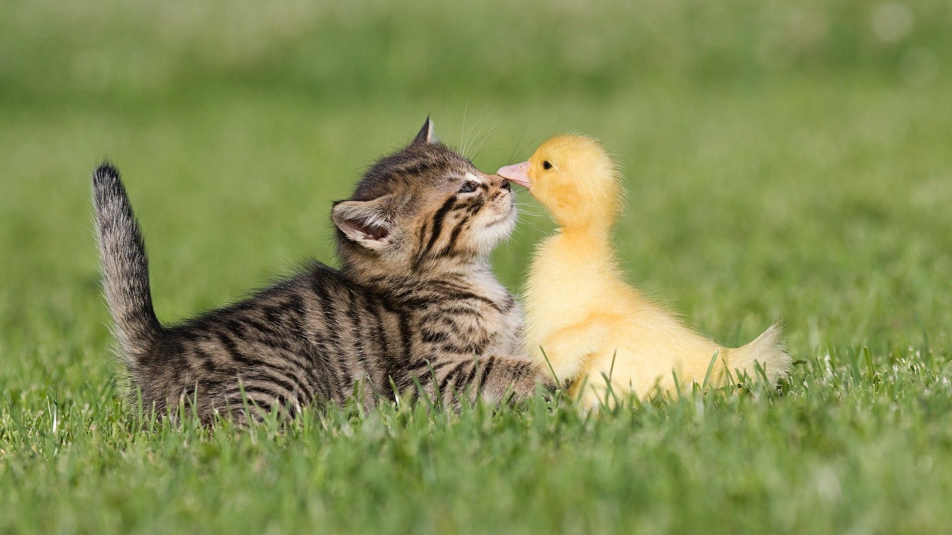 Kätzchen, Entenküken, Tierfreundschaft, Wiese, Niedlich, 1920x1080, PC-Hintergrundbild