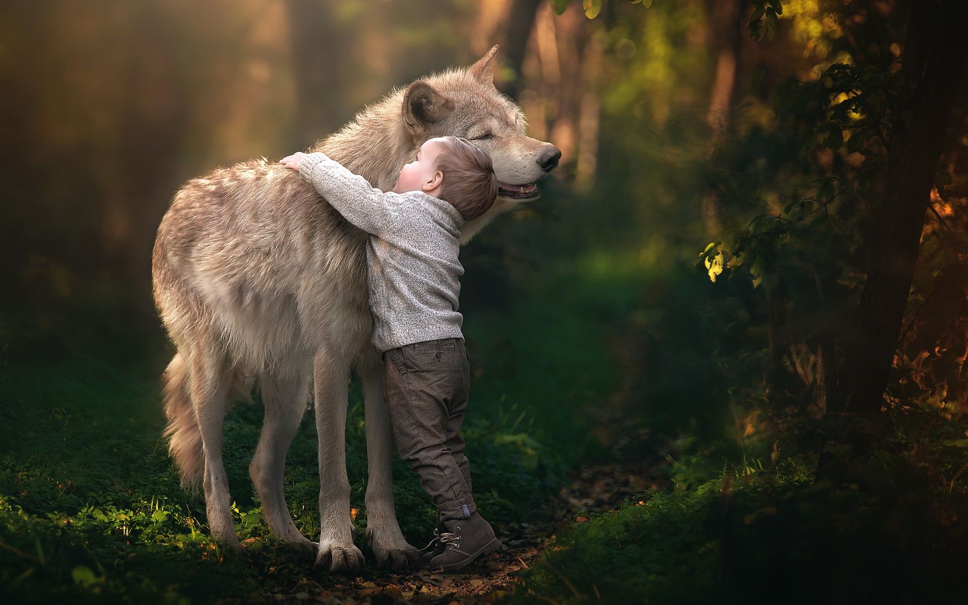 Wolf, Junge, Umarmung, Wald, Gegenlicht, 16:10, Full-HD-Hintergrundbild für den Desktop