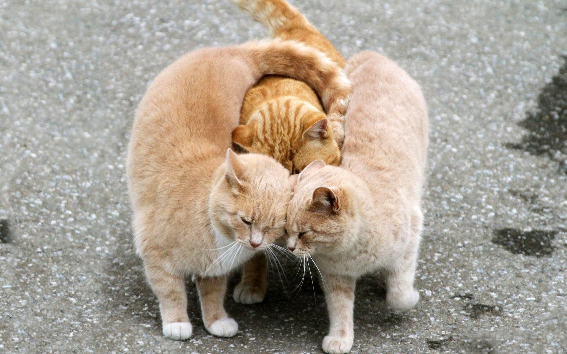 Katzen, Umarmung, Kuscheln, Rote Katzen, Tierliebe, 16:10, Full-HD-Hintergrundbild für den Desktop