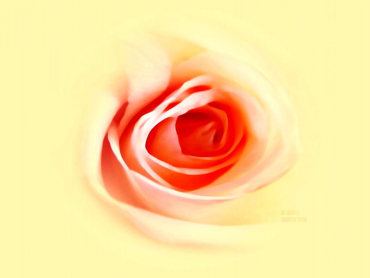 Rose, Nahaufnahme, Pastell, Gelb, Orange, Weichzeichner, Hintergrundbild fürs Tablet