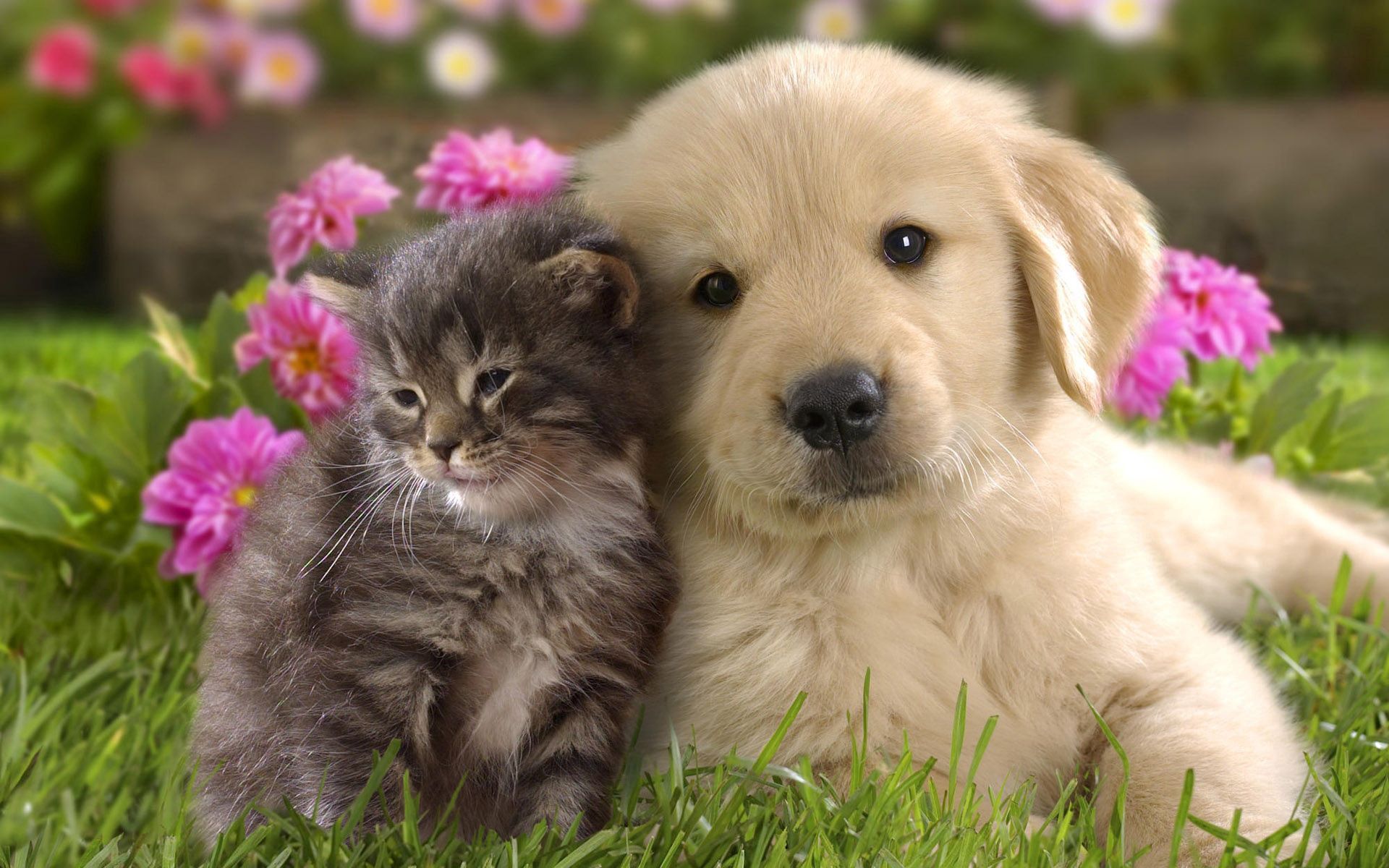 Golden Retriever, Welpe, Kätzchen, Blumen, Tierfreundschaft, Full HD, PC-Hintergrundbild