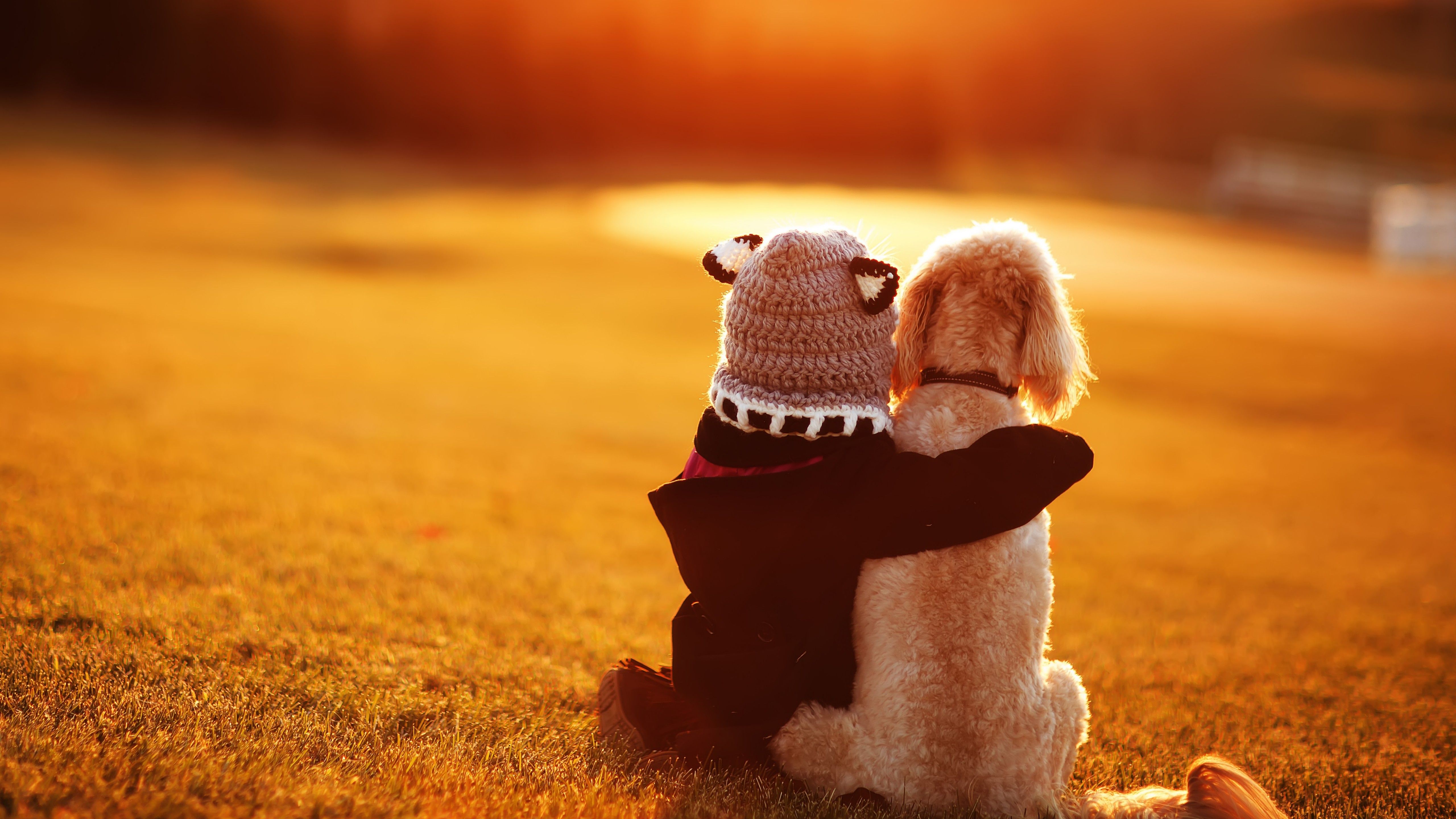 Teddybär, Hund, Umarmung, Gegenlicht, Wiese, Goldene Stunde, 5K, Windows-Hintergrundbild