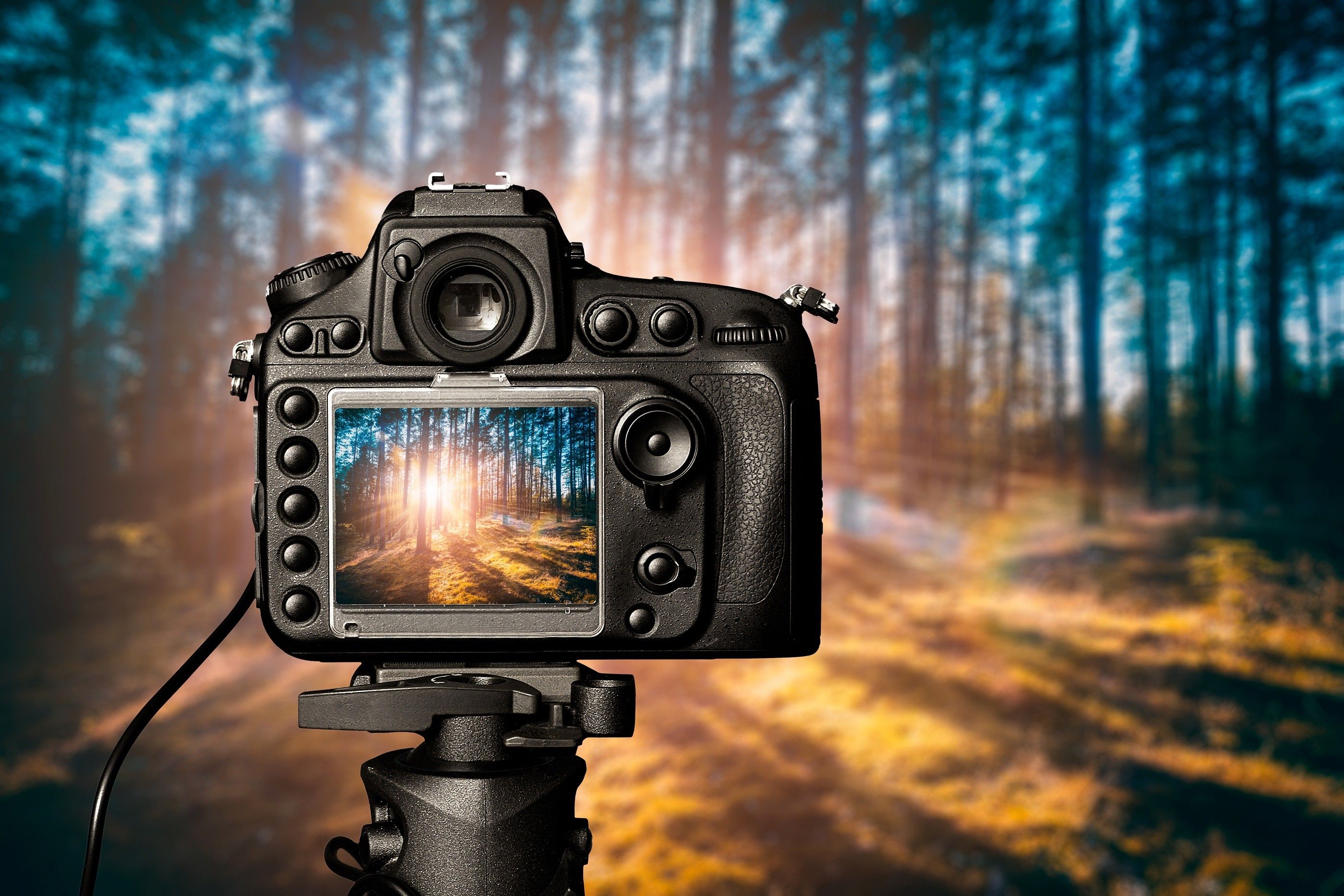 Canon, Spiegelreflexkamera, Display, Wald, Stativ, Sonnenlicht, 2K, Windows-Hintergrundbild