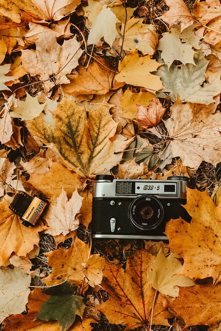Analoge Kamera, Herbstlaub, Ahornblätter, Herbst, Flatlay, Hintergrundbild fürs Handy
