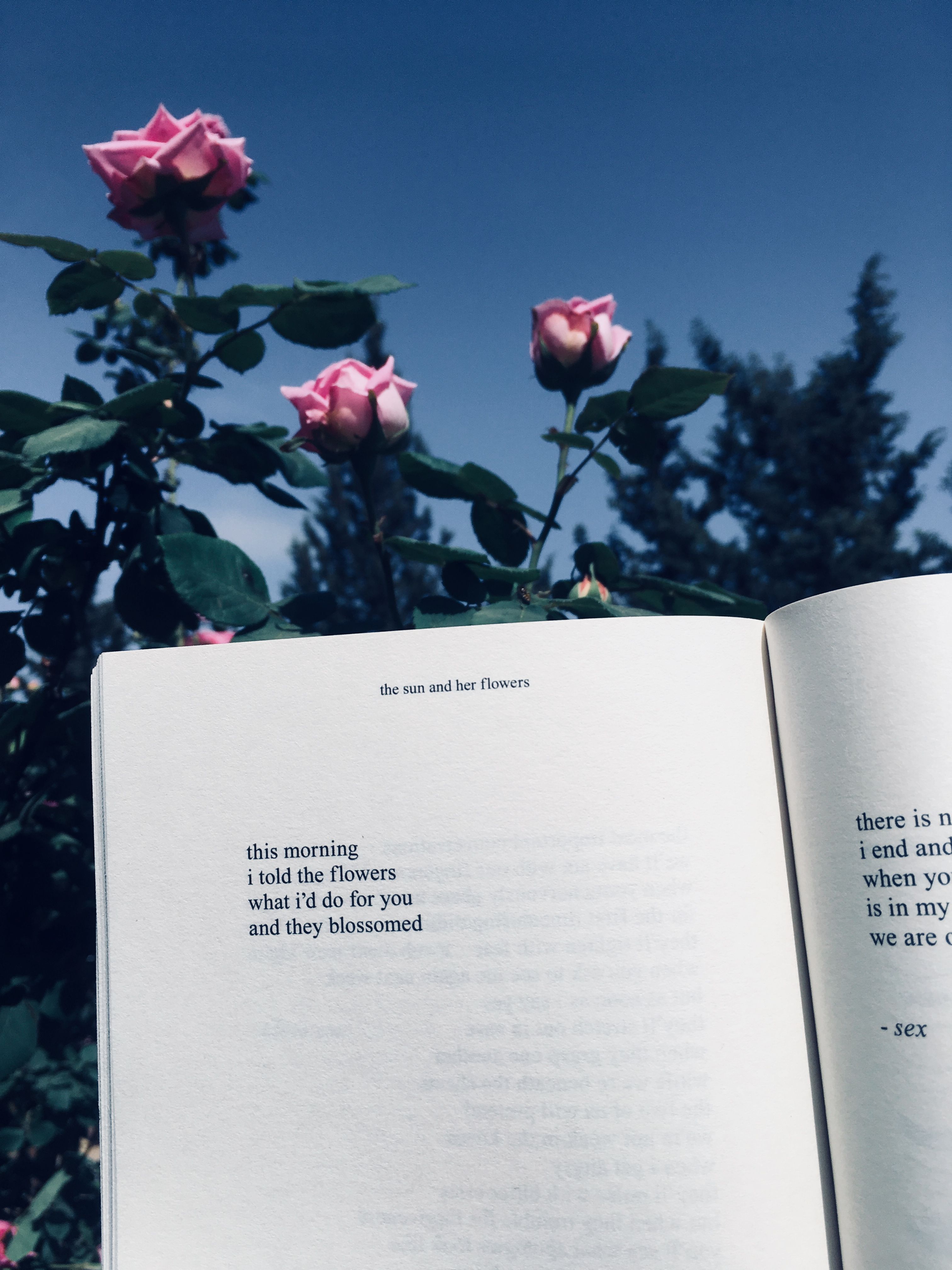 Offenes Buch, Rosen, Blauer Himmel, Gedicht, Draußen, QHD+, Hintergrundbild fürs Tablet