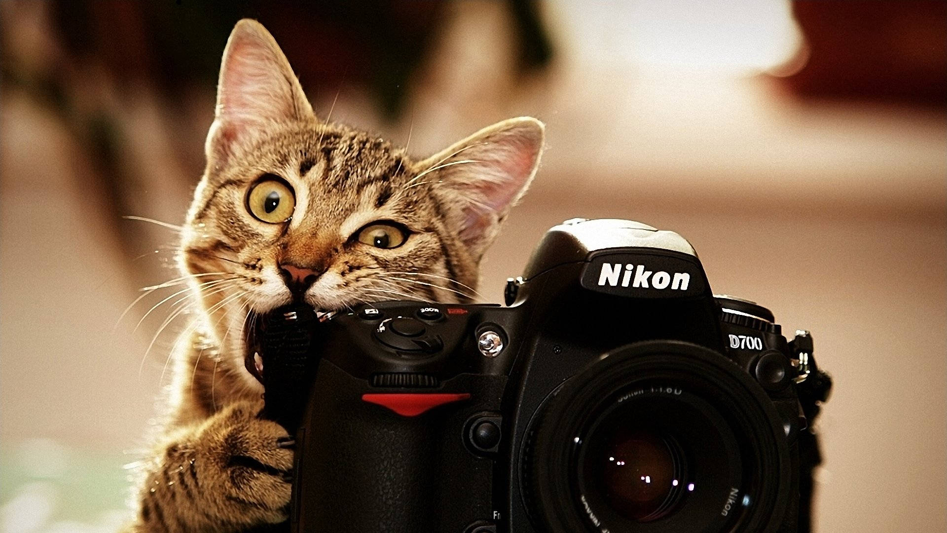 Nikon D700, Katze, Tigerkatze, Lustig, Spiegelreflexkamera, Full HD, Desktop-Hintergrund