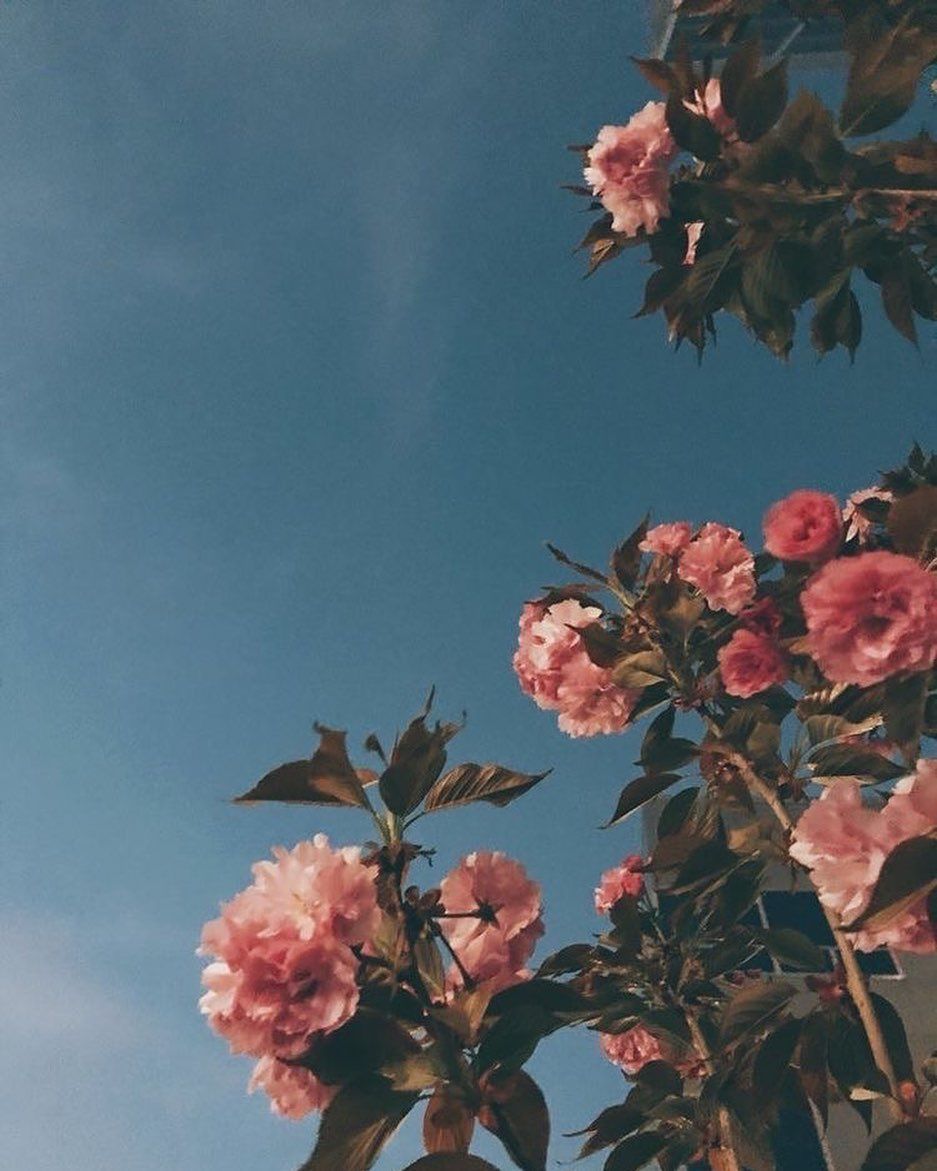Rosen, Rosenstrauch, Blauer Himmel, Froschperspektive, Rosa Blüten, HD, Tablet-Hintergrund