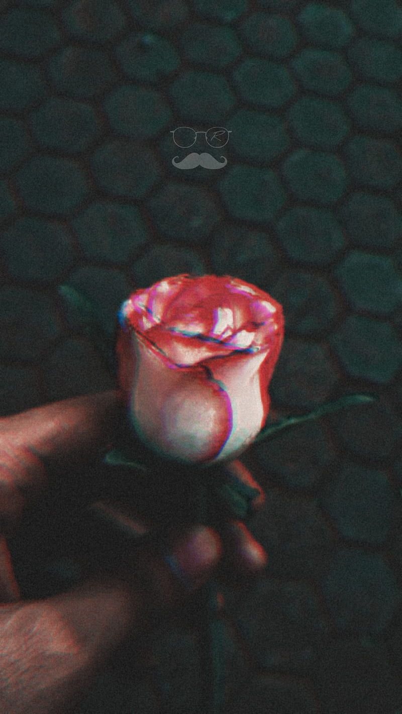 Rose, Hand, Dunkelgrün, Wabenmuster, Nahaufnahme, HD, Hintergrundbild fürs Handy