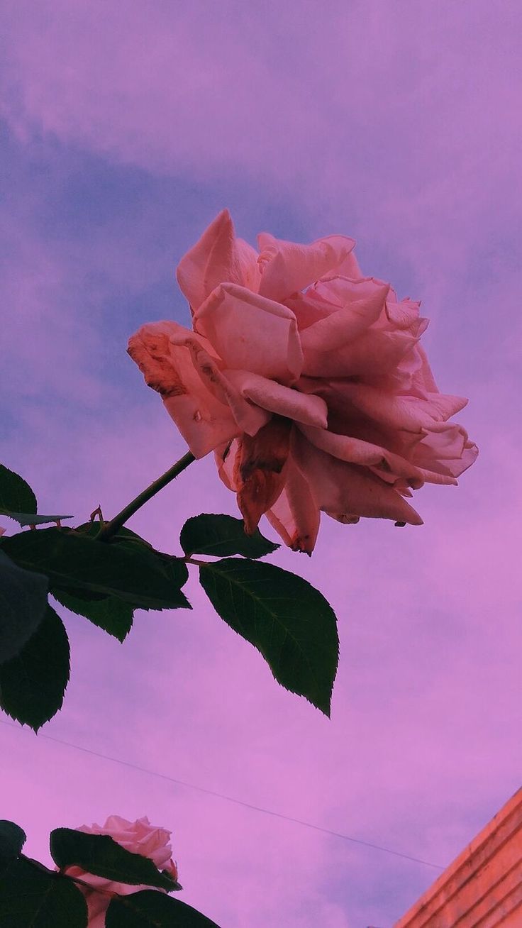 Rose, Rosa Blüte, Lila Himmel, Ästhetik, HD, Handy-Hintergrund im Hochformat