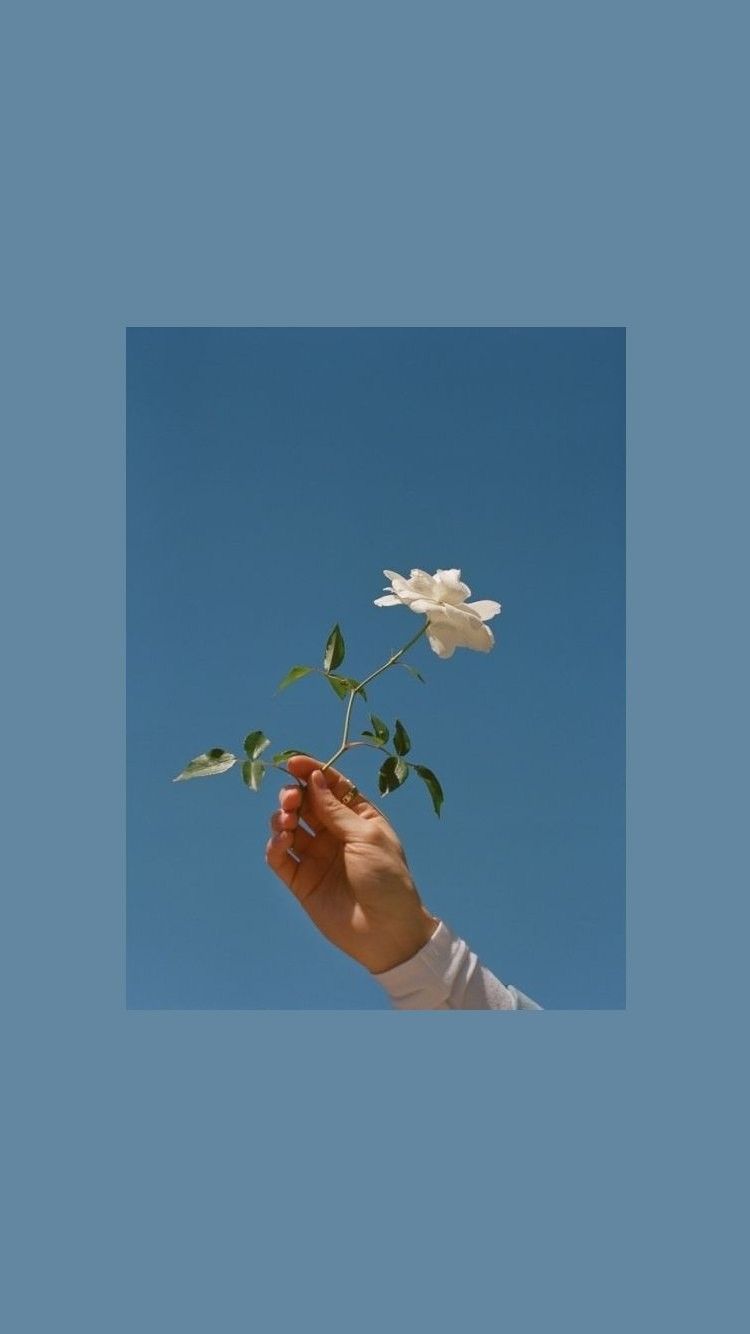 Hand, Weiße Blume, Rahmen, Blauer Hintergrund, Minimalistisch, Sperrbildschirm fürs iPhone