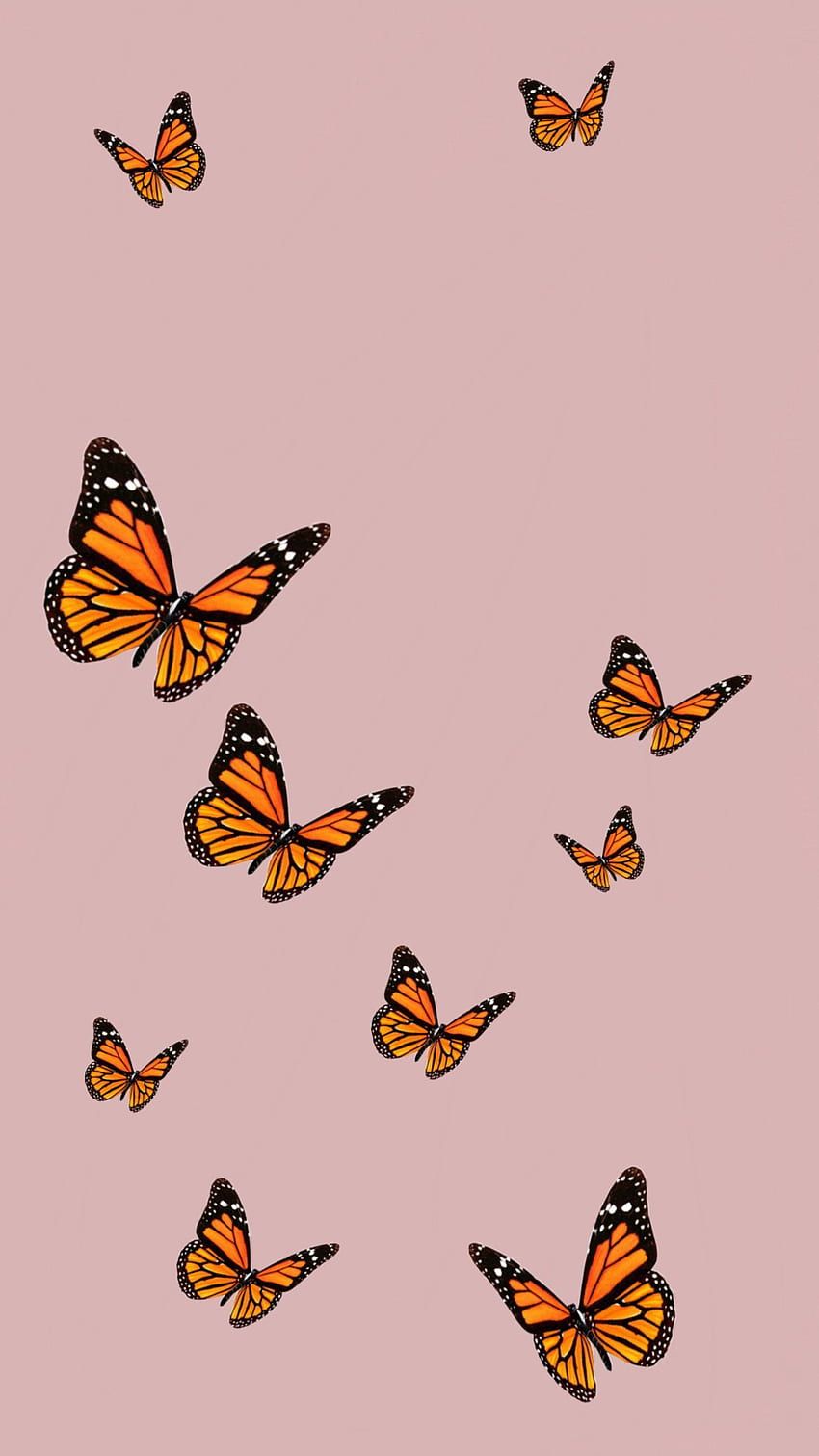 Monarchfalter, Schmetterlinge, Altrosa, Ästhetik, HD, Hintergrundbild fürs Handy