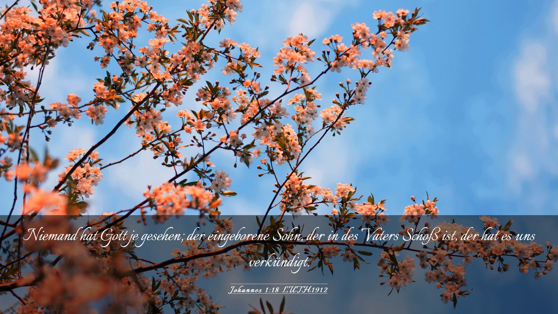 Johannes 1,18, Bibelvers, Blühende Zweige, Blauer Himmel, 1920x1080, Desktop-Hintergrund