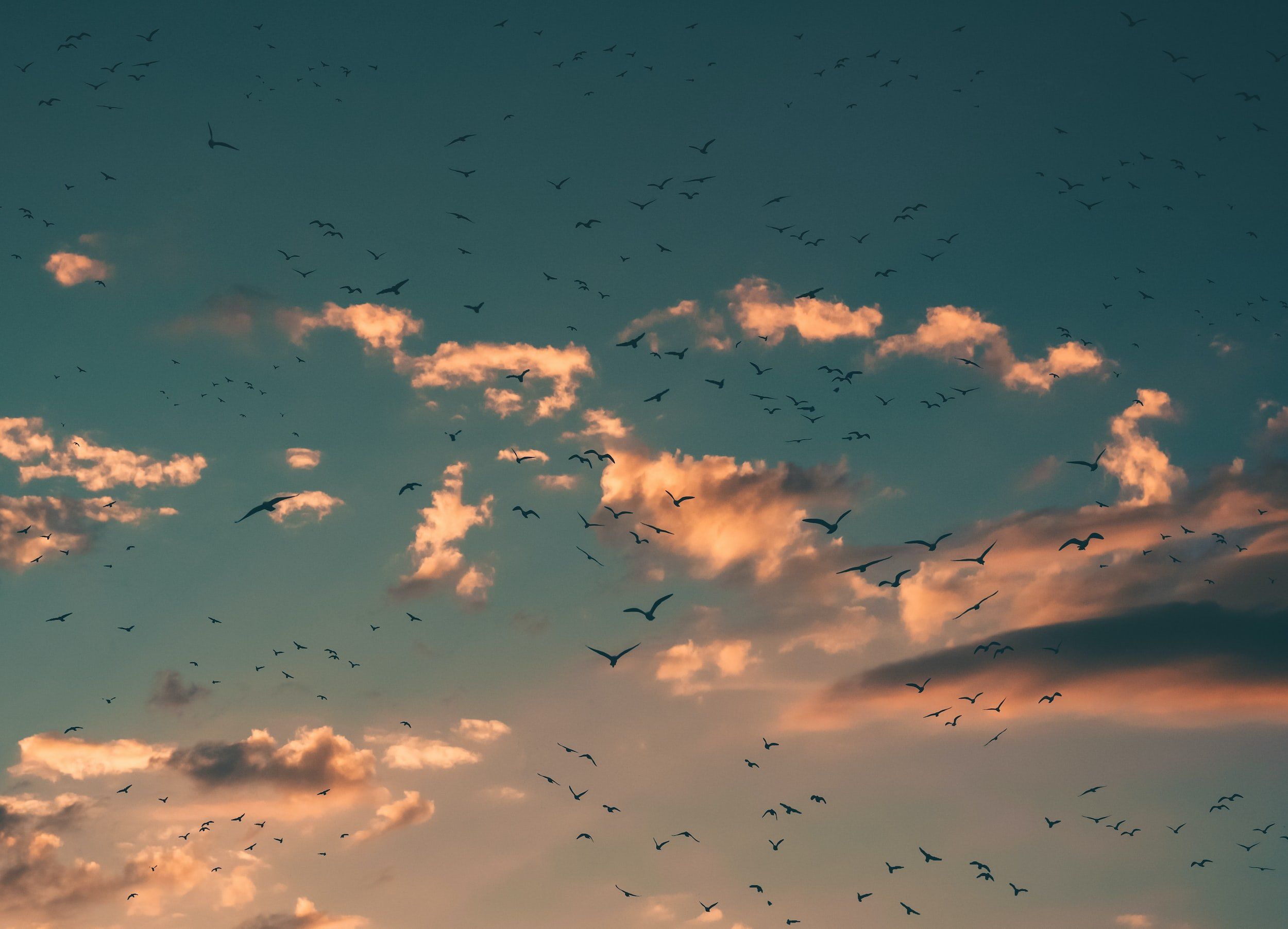 Vogelschwarm, Wolken, Sonnenuntergang, Himmel, Full HD, Desktop-Hintergrund für Windows