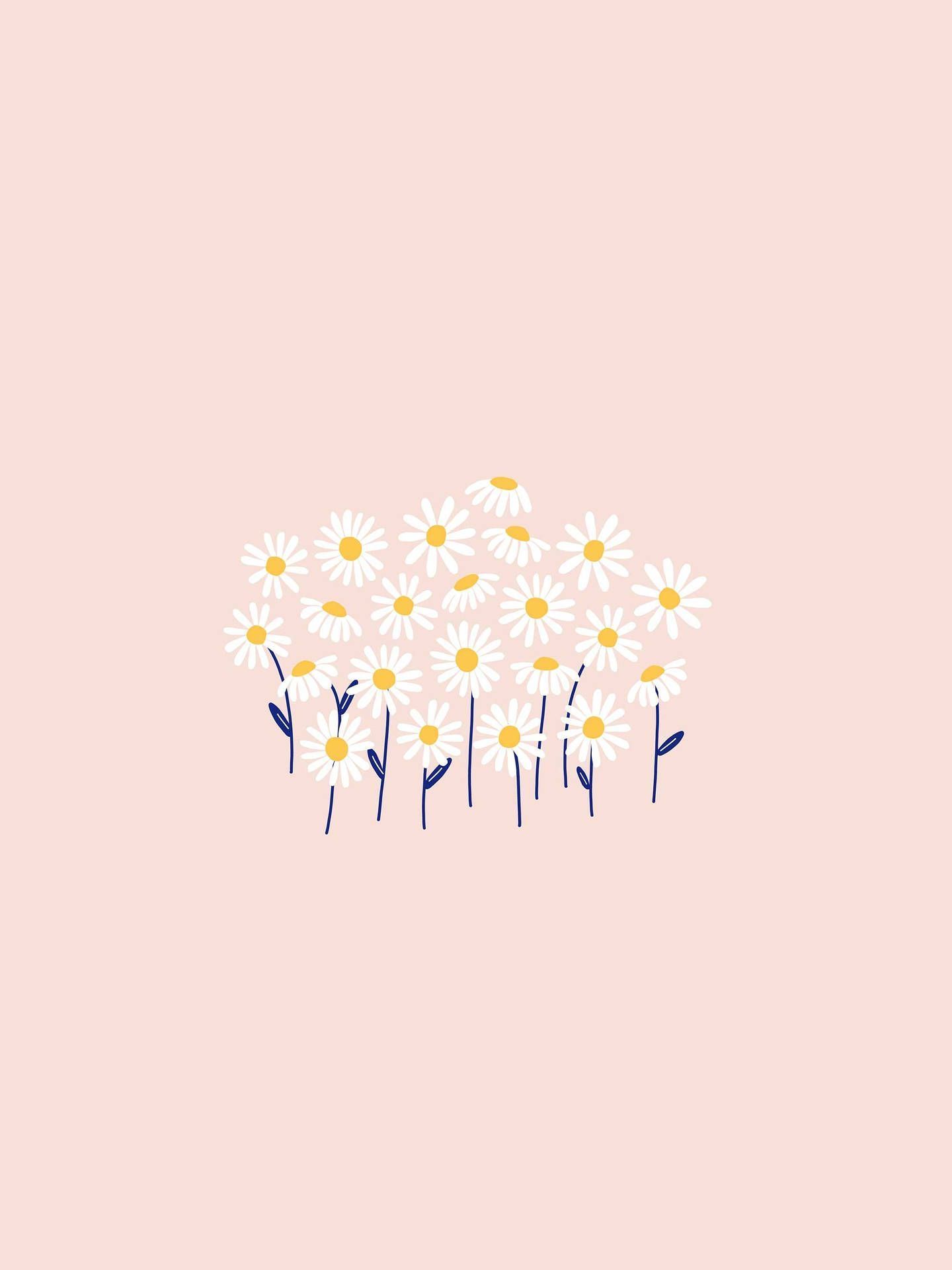 Gänseblümchen, Blumen, Rosa Hintergrund, Illustration, Zart, QHD+ Wallpaper