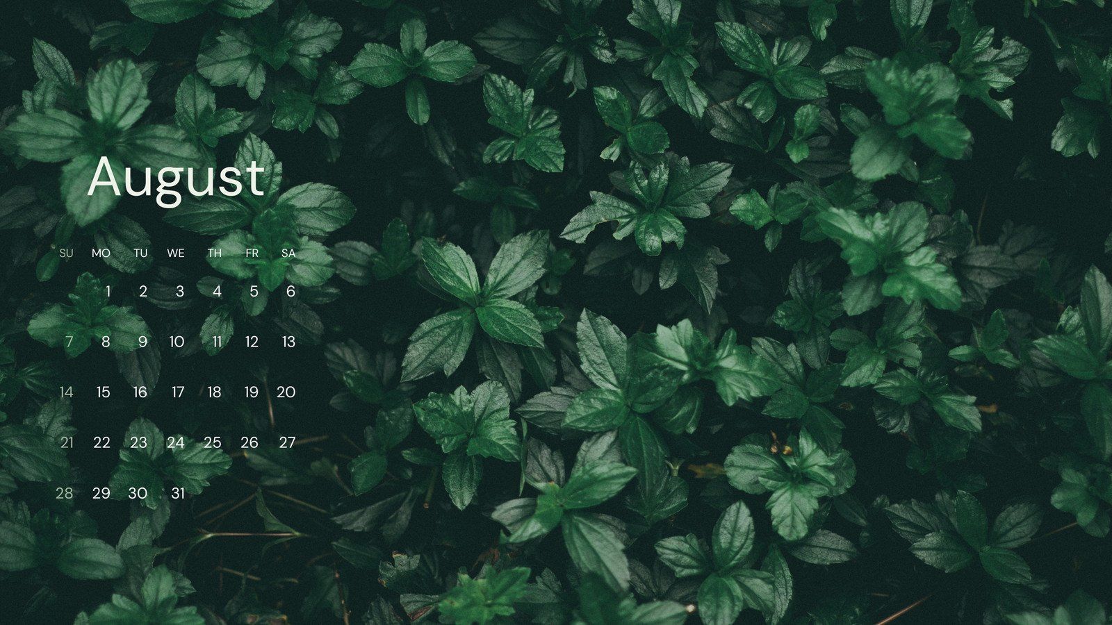 Kalender, August, Blätter, Dunkelgrün, Natur, 16:9, HD-Hintergrundbild für den Desktop