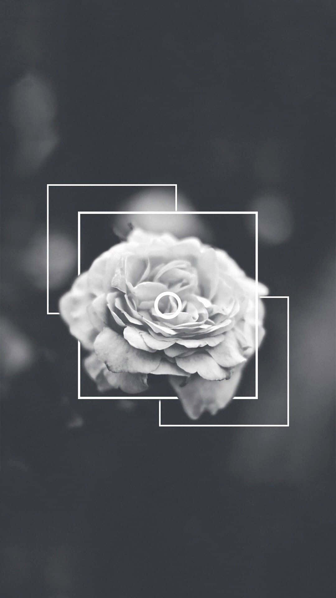 Rose, Schwarz-Weiß, Grau, Rahmen, Minimalismus, Full HD, Handy-Hintergrund im Hochformat