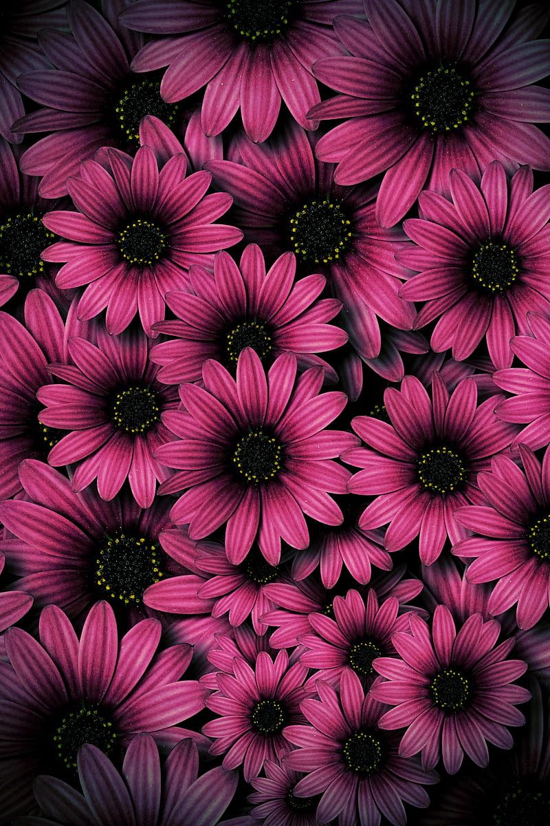 Gerbera, Blumen, Pink, Dunkel, Muster, HD, Handy-Hintergrund im Hochformat