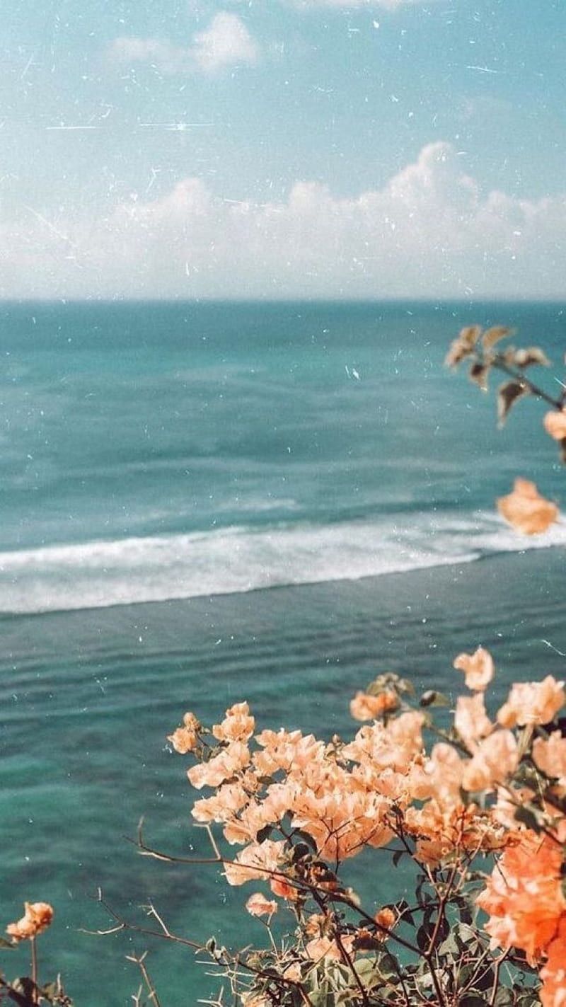 Meer, Blumen, Küste, Türkis, Vintage-Filter, HD, Hintergrundbild fürs Handy