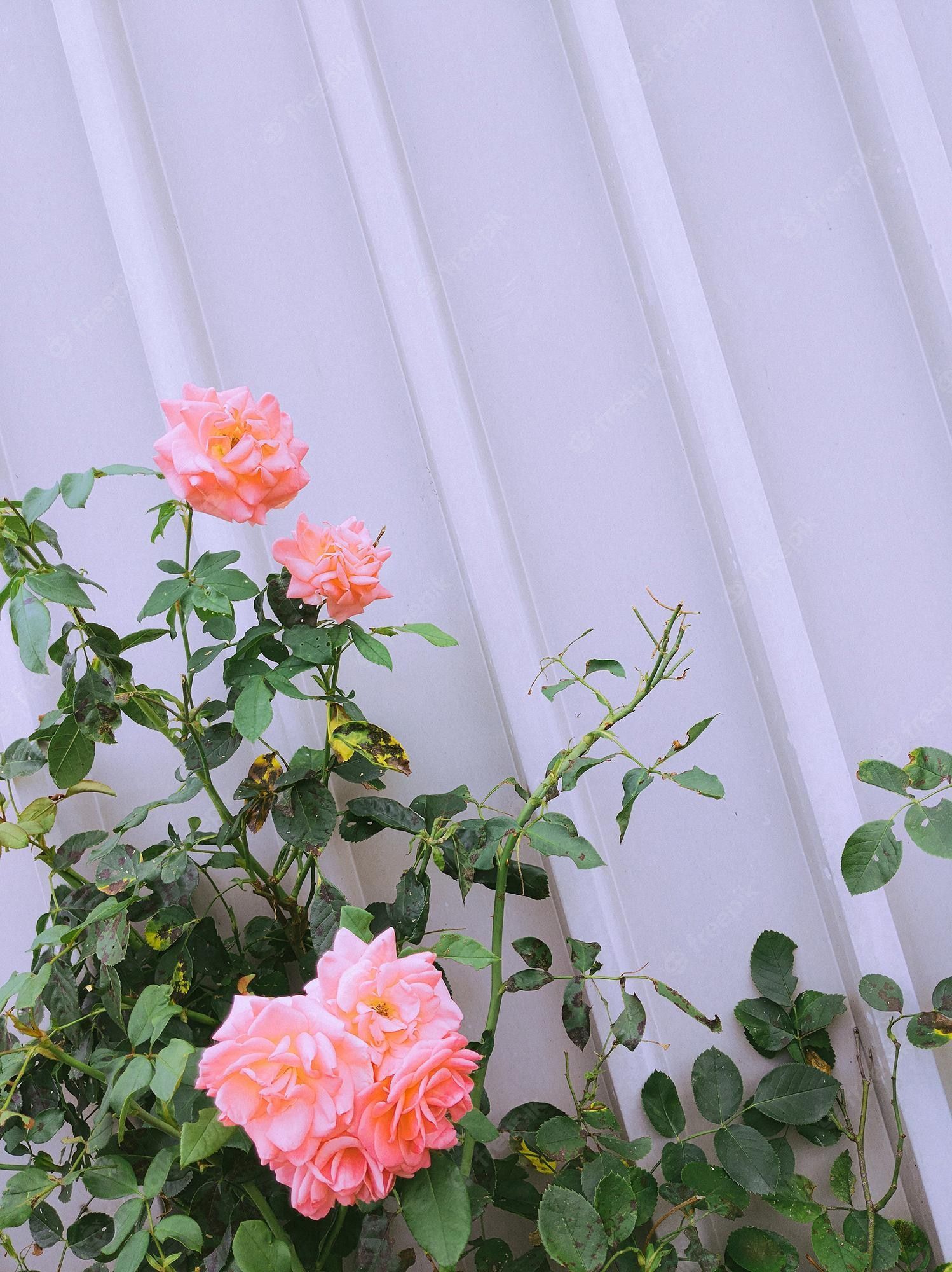 Rosenstrauch, Lachsfarbene Rosen, Weiße Wand, QHD+, Hintergrundbild fürs Tablet