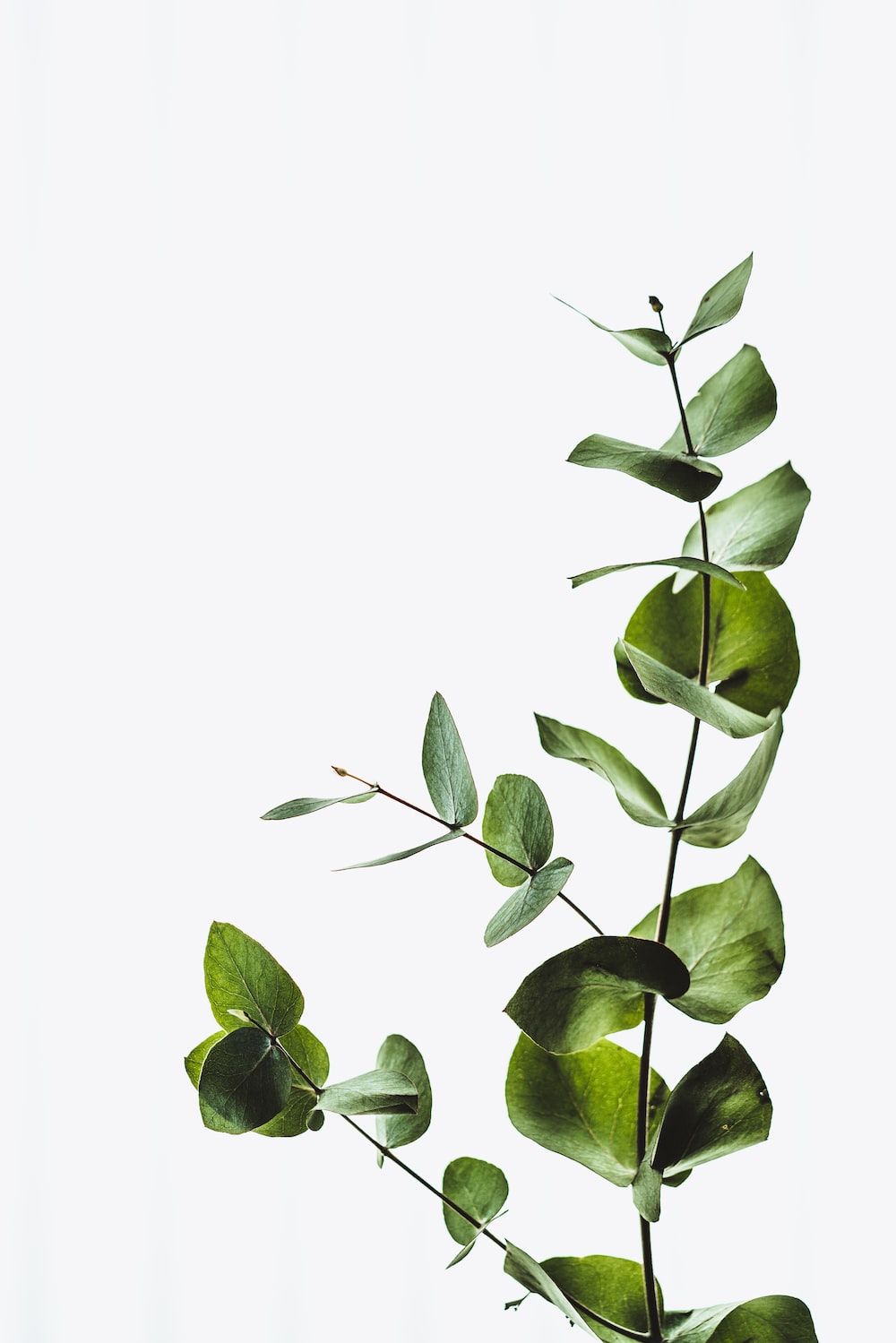 Eukalyptus, Zweig, Grüne Blätter, Weißer Hintergrund, Pflanze, HD Wallpaper