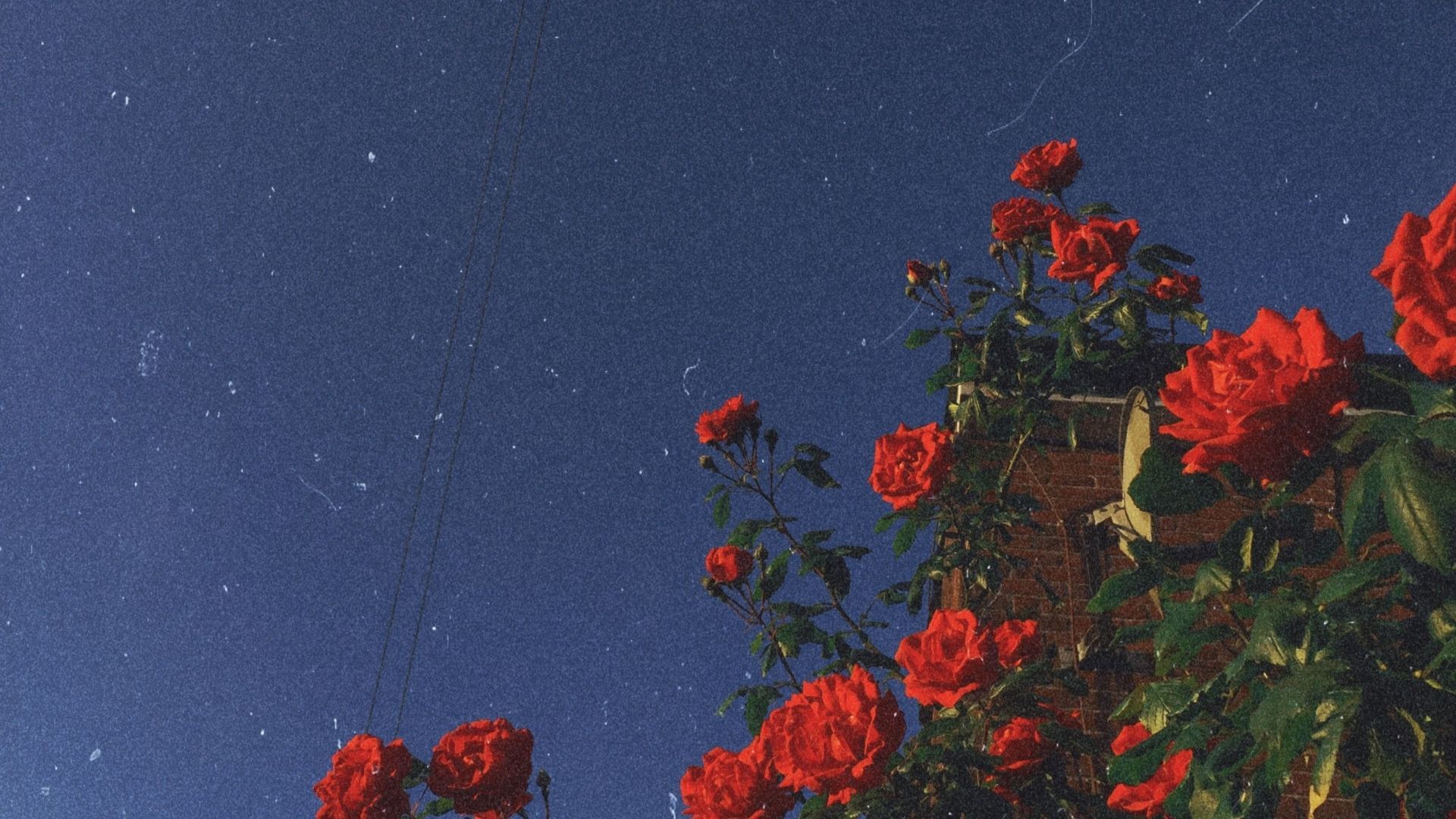 Rote Rosen, Blauer Himmel, Vintage-Filter, Körnig, 1920x1080, Full-HD-Hintergrundbild für PC
