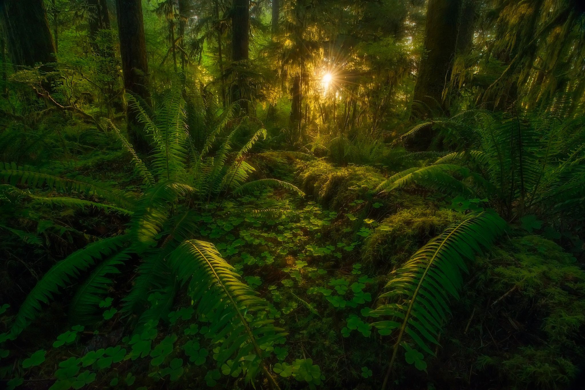 Regenwald, Farne, Sonnenstrahlen, Gegenlicht, Dichtes Grün, Full HD, Windows-Hintergrundbild