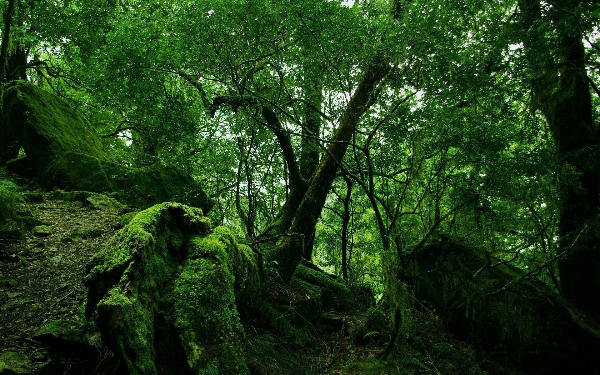 Regenwald, Moos, Bäume, Felsen, Sattgrün, 16:10, Full-HD-Hintergrundbild für den Desktop