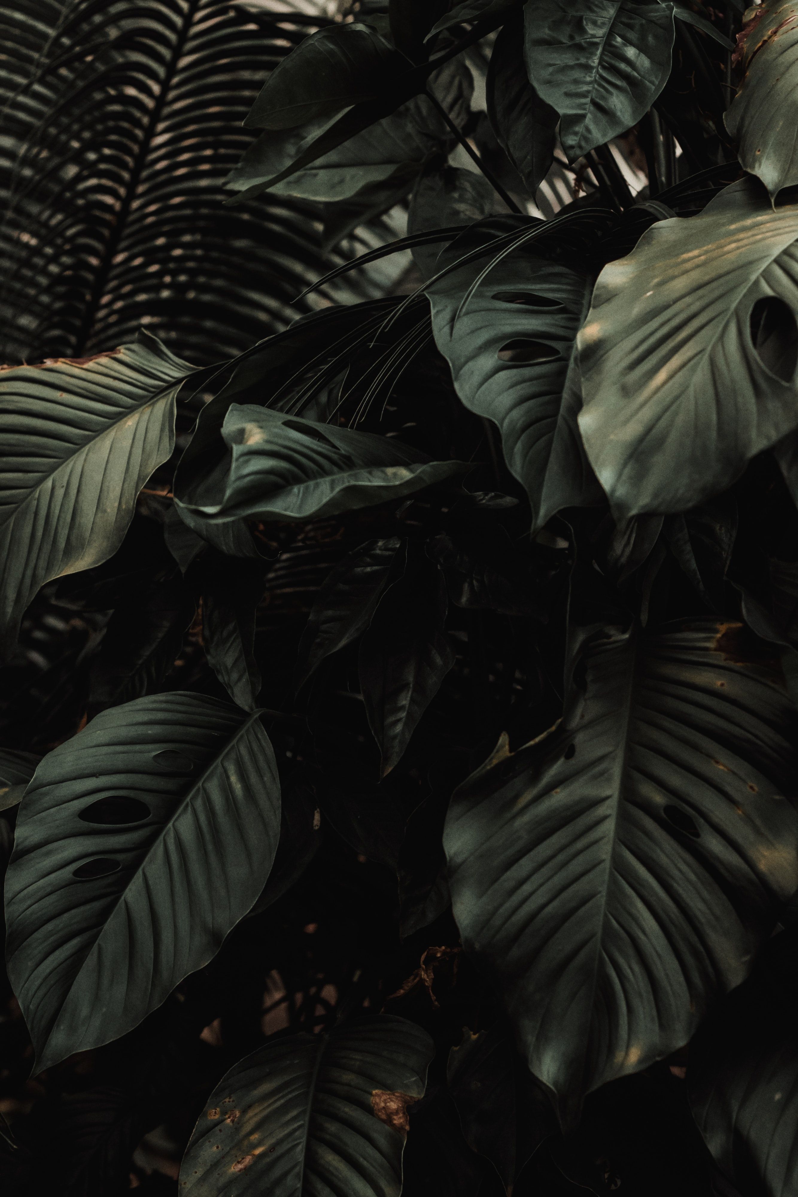 Tropische Blätter, Dunkelgrün, Monstera, Hochformat, Pflanzen, QHD+, iPad-Hintergrundbild