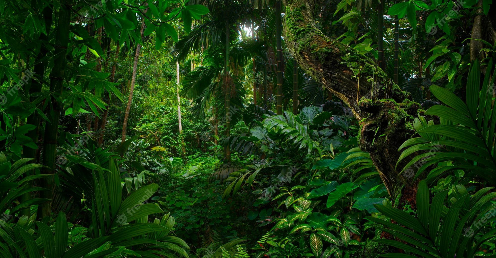 Urwald, Dichte Vegetation, Bäume, Grün, Unterholz, Full HD, Desktop-Hintergrund für Windows