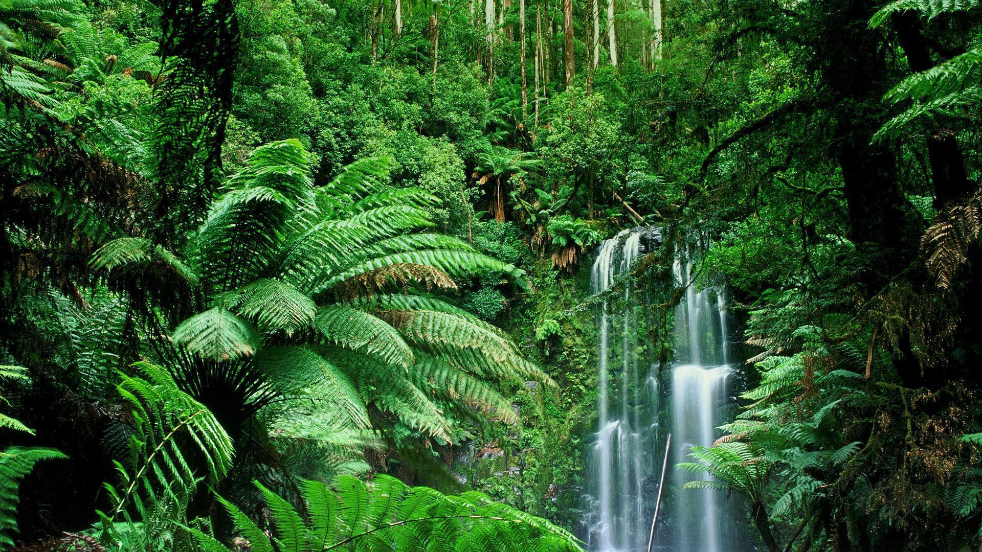 Wasserfall, Regenwald, Farne, Palmen, Üppiges Grün, 1920x1080, Full-HD-Hintergrundbild für PC