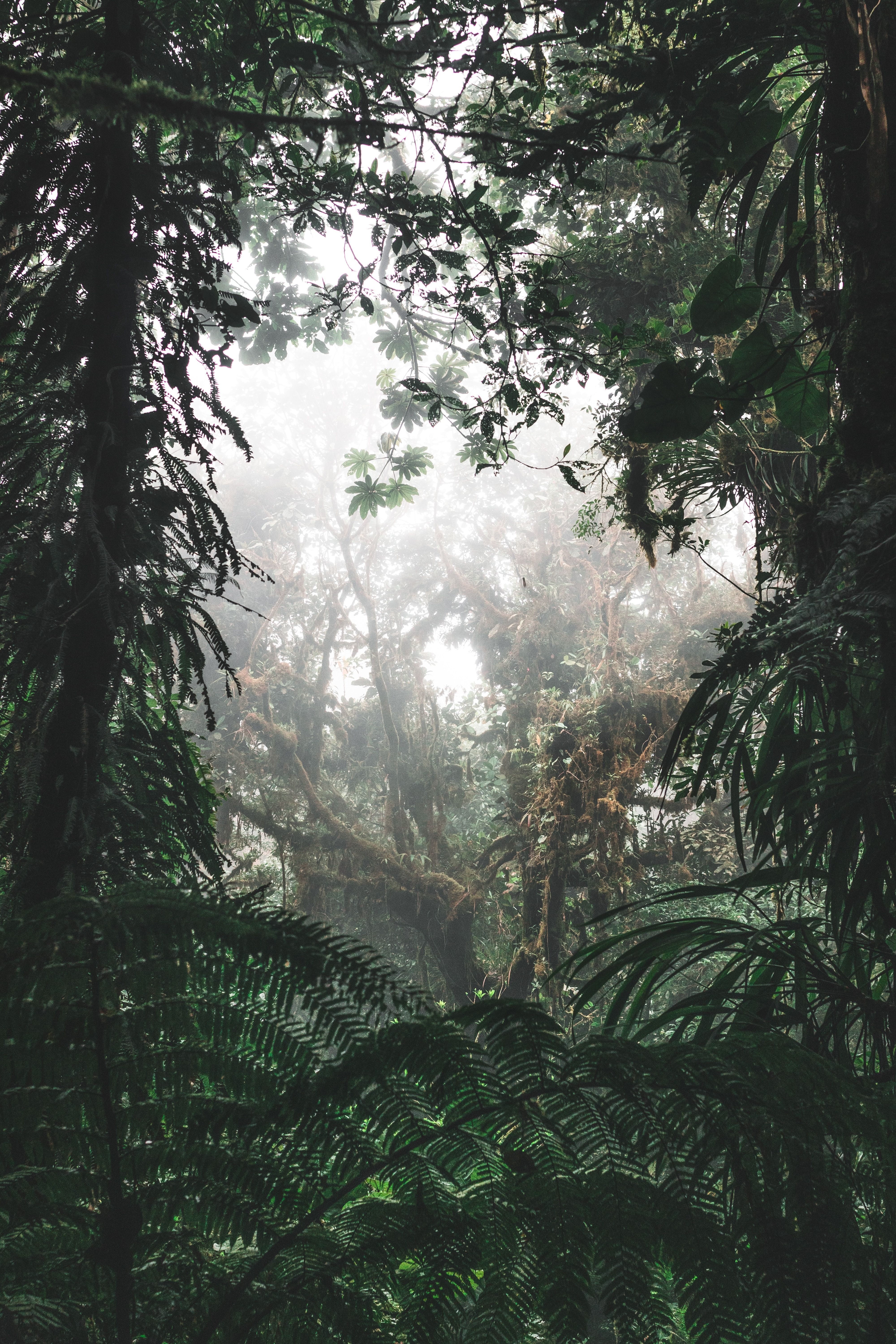 Nebelwald, Bäume, Düster, Hochformat, Grau-Grün, QHD+, Hintergrundbild fürs Handy